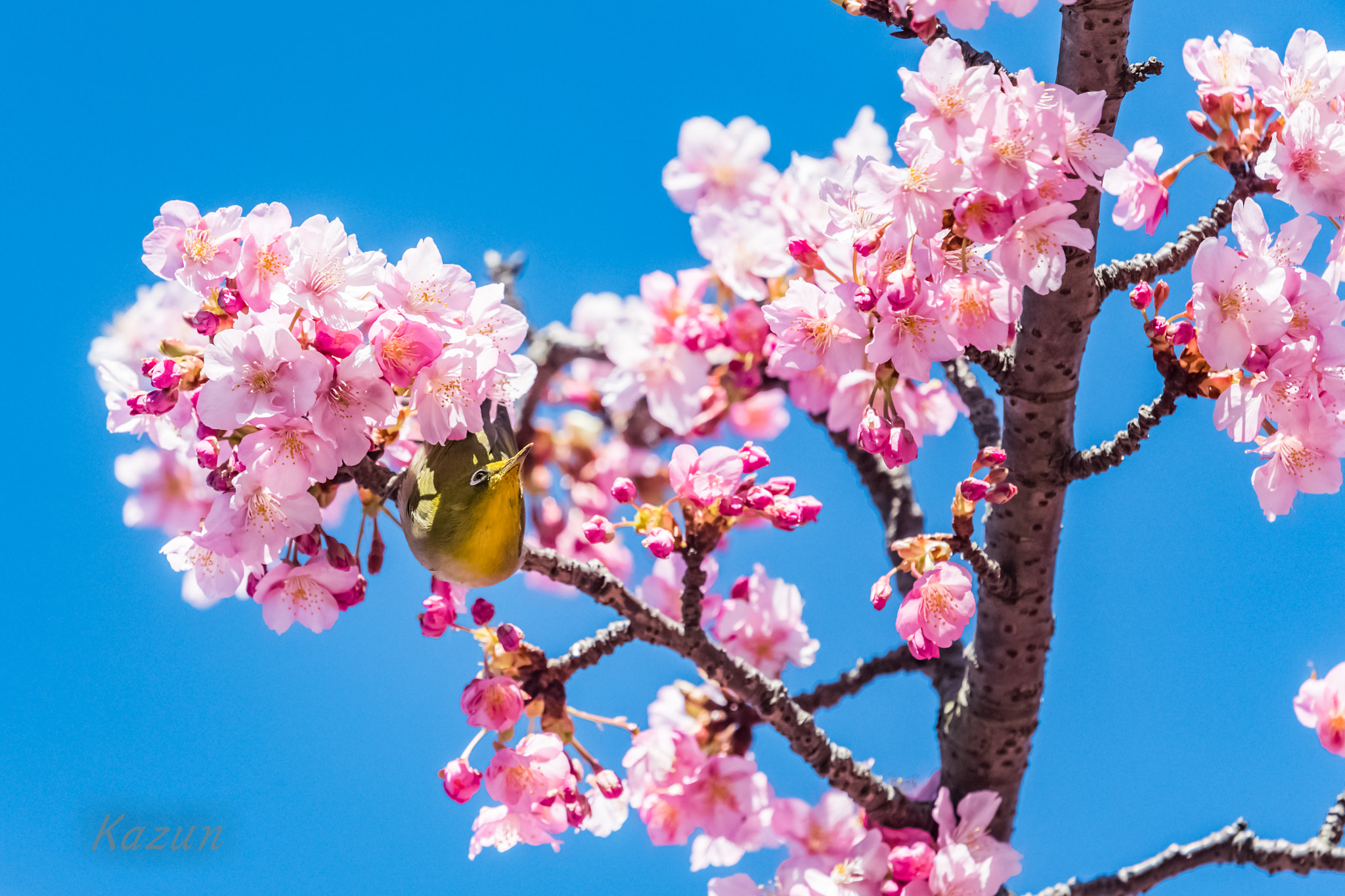 Nikon Nikkor AF-S 300mm F4E PF ED VR sample photo. Yoga photography