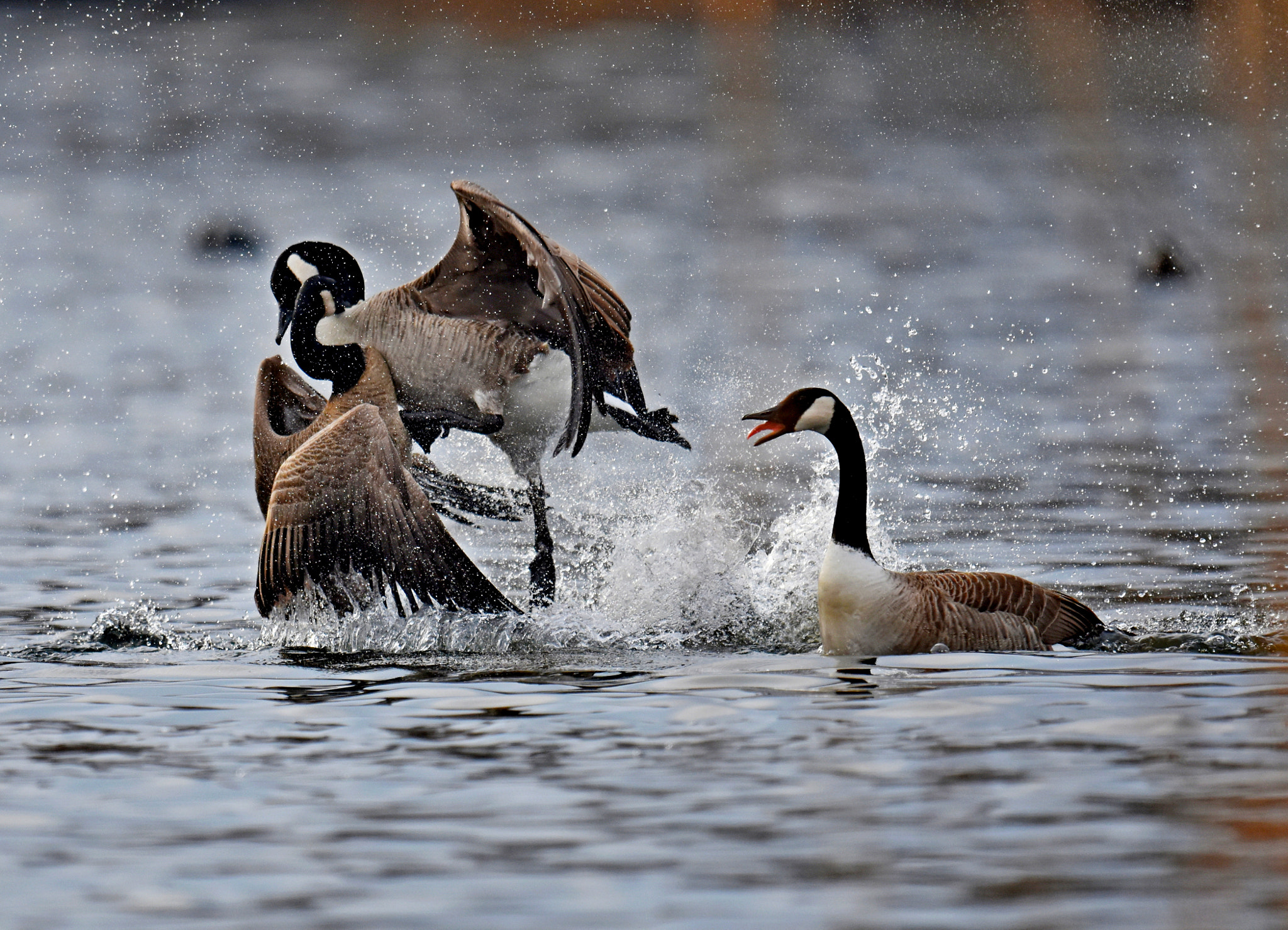 Nikon D7200 + Nikon AF-S Nikkor 600mm F4G ED VR sample photo. Argument photography