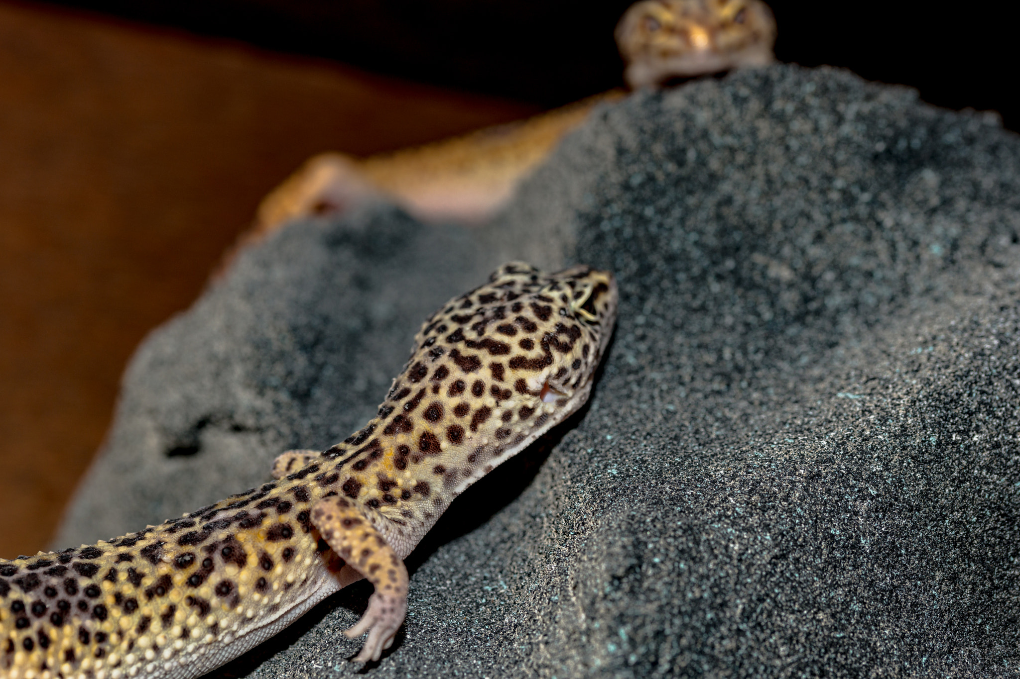 Sony a99 II + 105mm F2.8 sample photo. Eublepharis macularius - 08 photography
