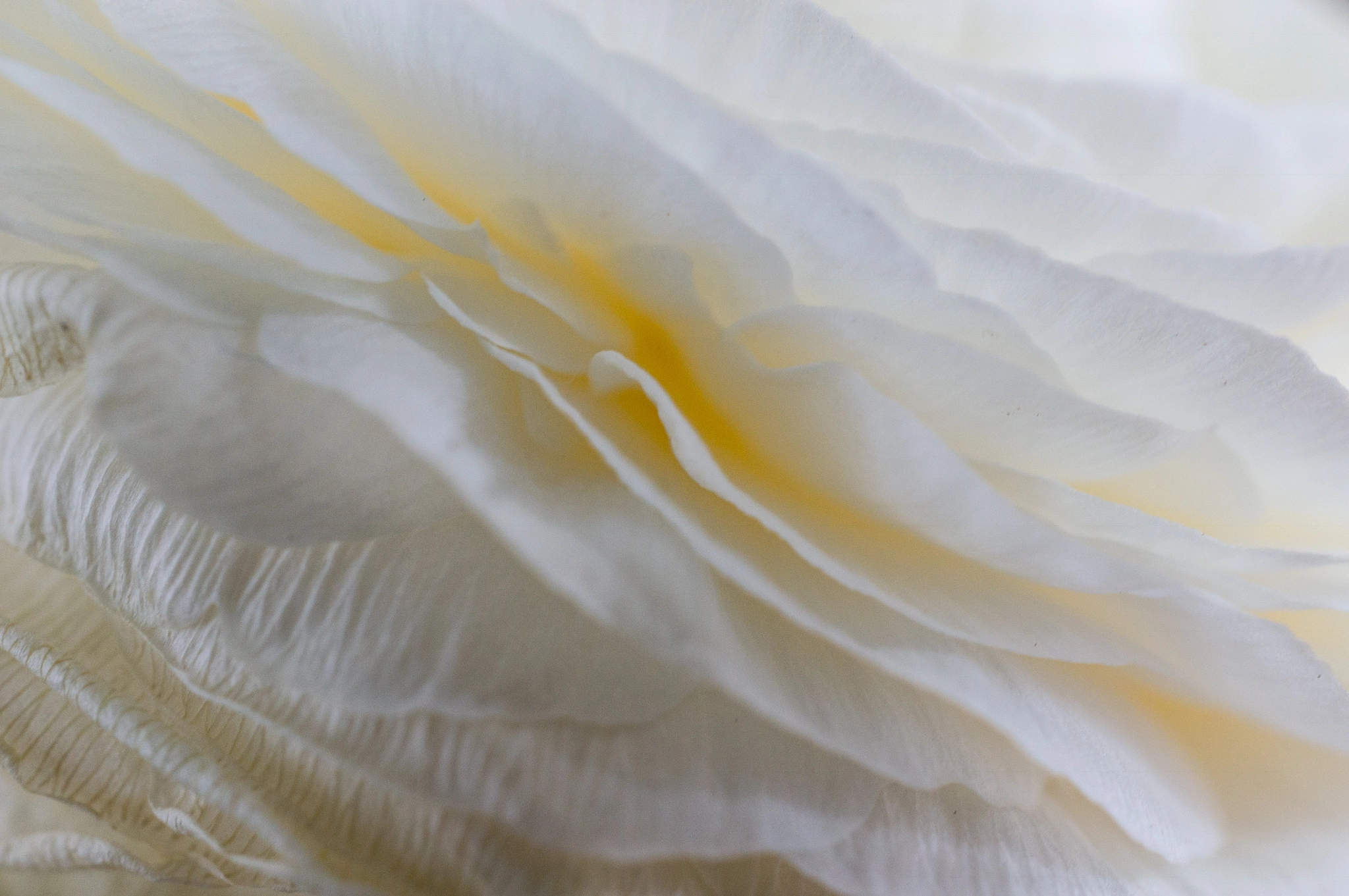 Sony Alpha NEX-6 + Sony E 30mm F3.5 Macro sample photo. Ranunculus asiaticus photography