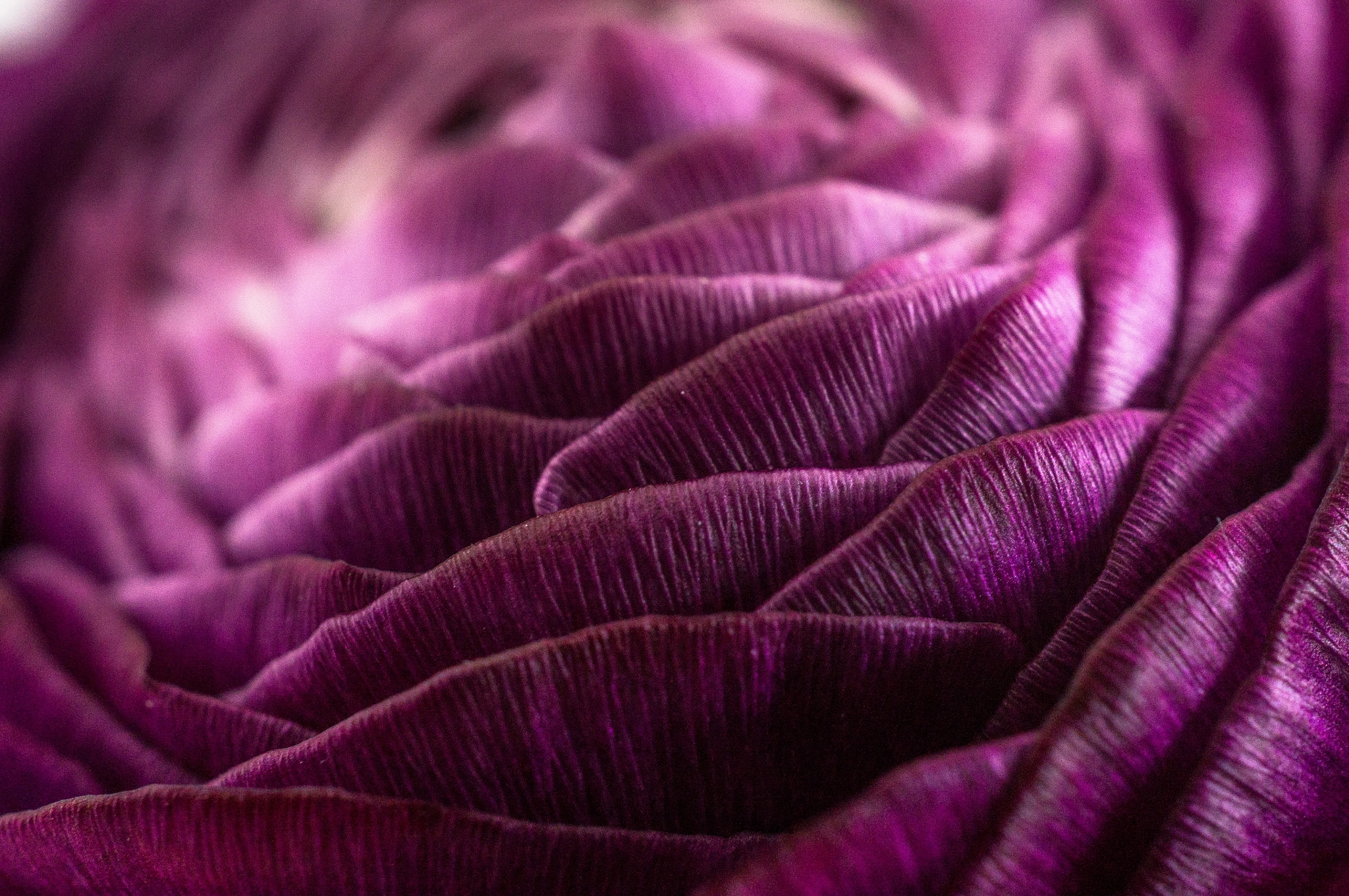 Sony E 30mm F3.5 Macro sample photo. Ranunculus asiaticus photography