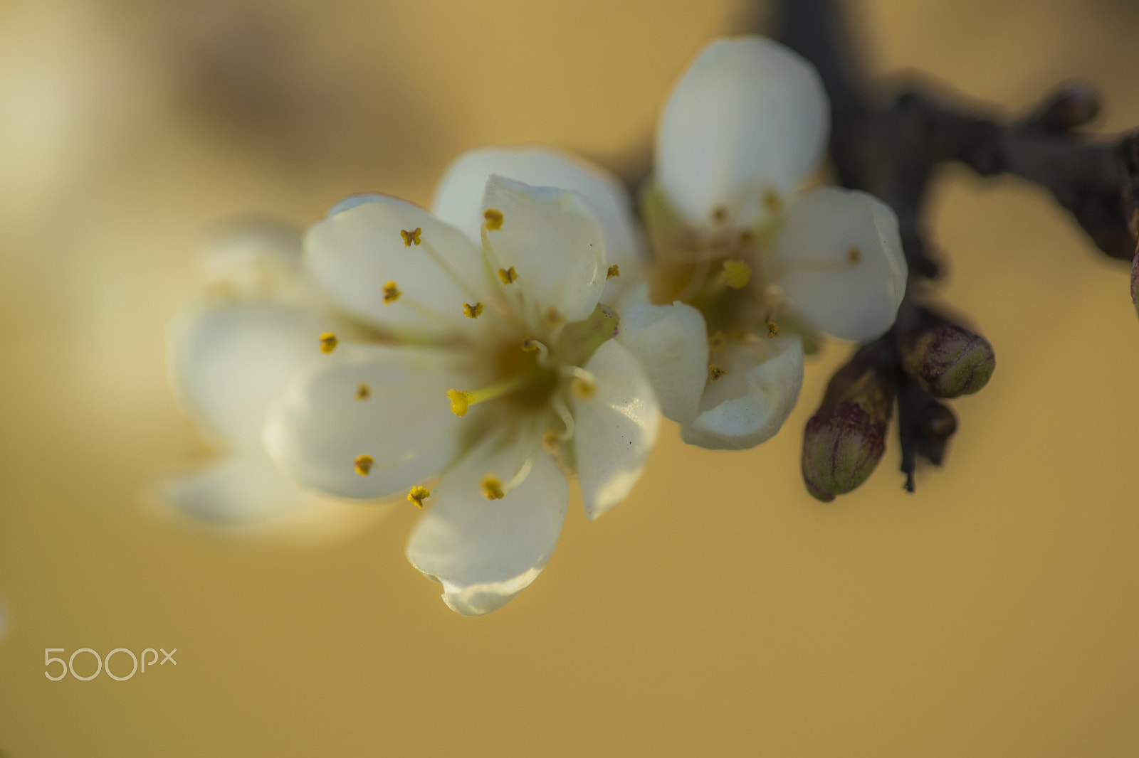 Nikon D3300 + Sigma 150mm F2.8 EX DG Macro HSM sample photo. Fruity tree flowers photography