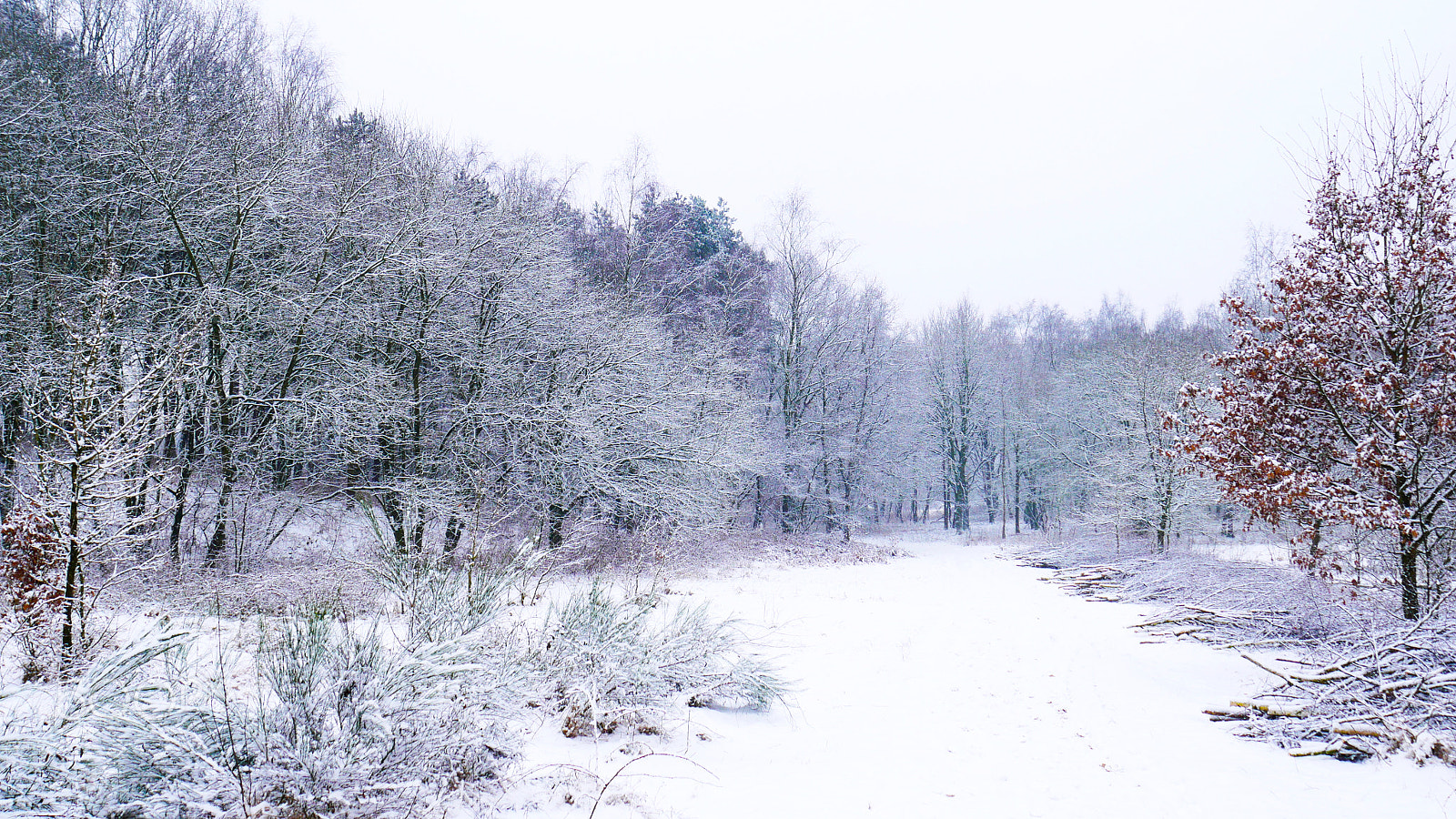 Panasonic Lumix DMC-G7 sample photo. When wind and winter harden photography