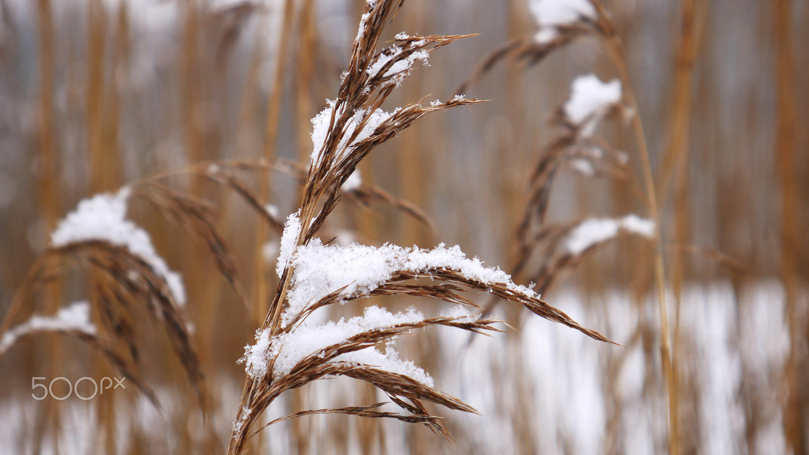 Panasonic Lumix DMC-G7 sample photo. Hello snow! photography