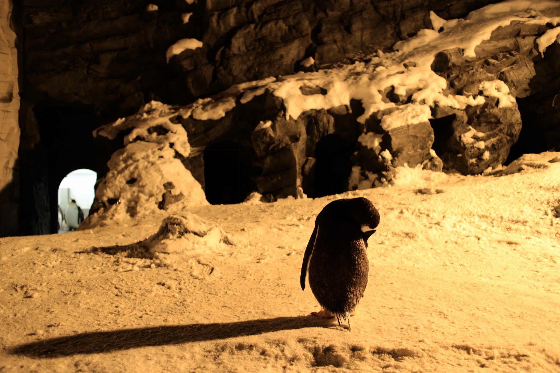 Canon EOS M2 + Canon EF-M 22mm F2 STM sample photo. 夜の動物園 photography