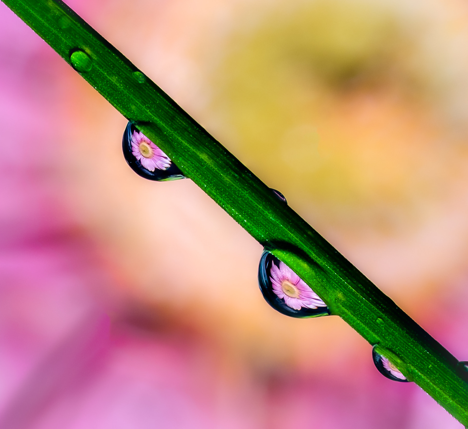 Fujifilm X-T1 + Fujifilm XF 60mm F2.4 R Macro sample photo. Small, medium, large photography