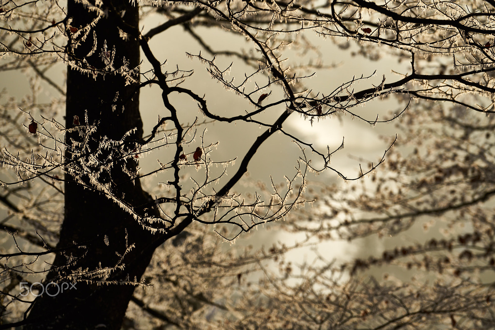 Sony FE 70-200mm F4 G OSS sample photo. Beech with river emme photography
