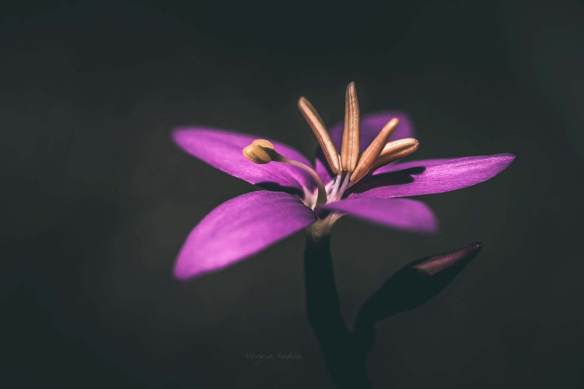 Canon EF-S 60mm F2.8 Macro USM sample photo. *** photography