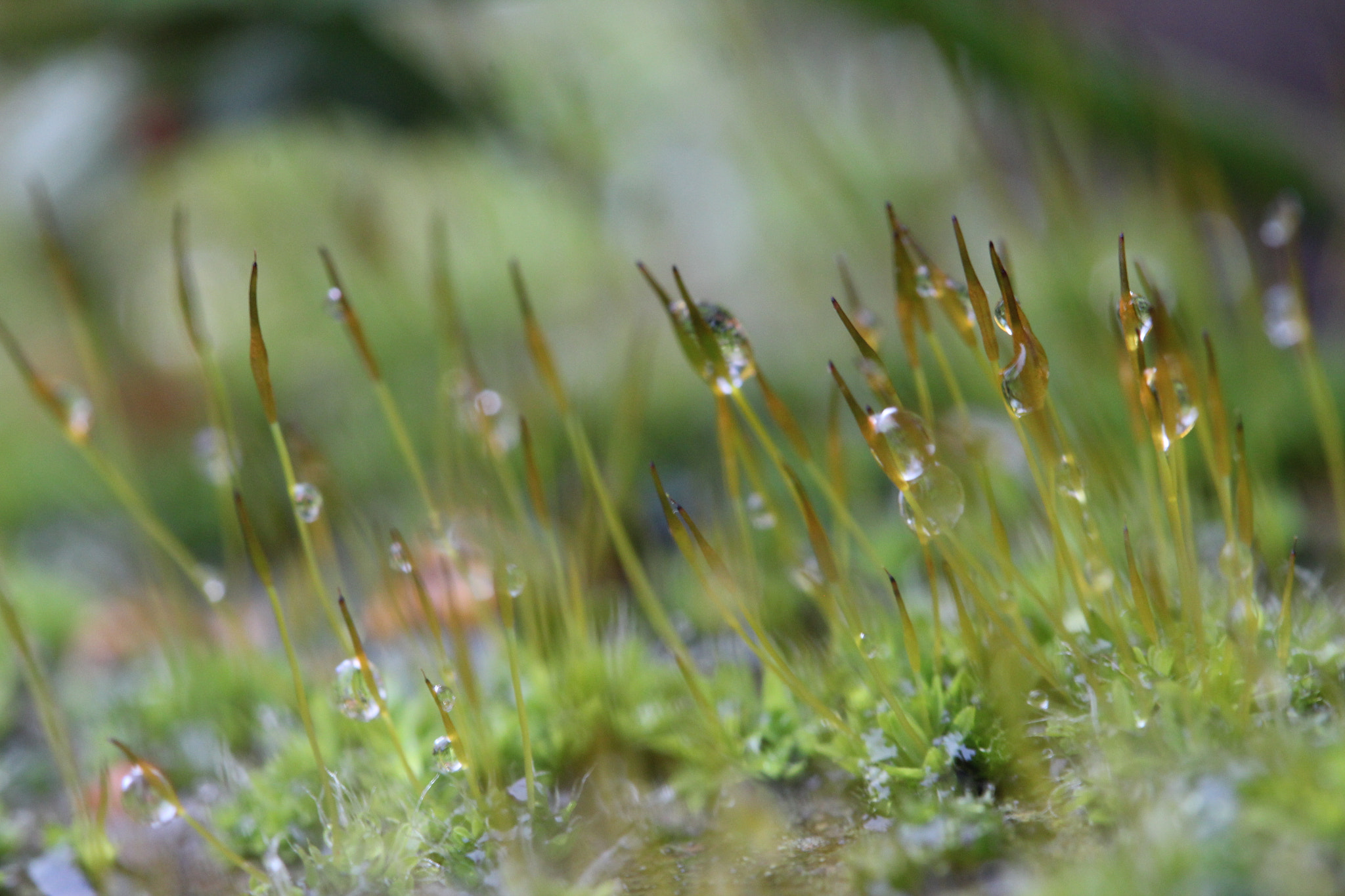 Canon EF-S 60mm F2.8 Macro USM sample photo. Img photography