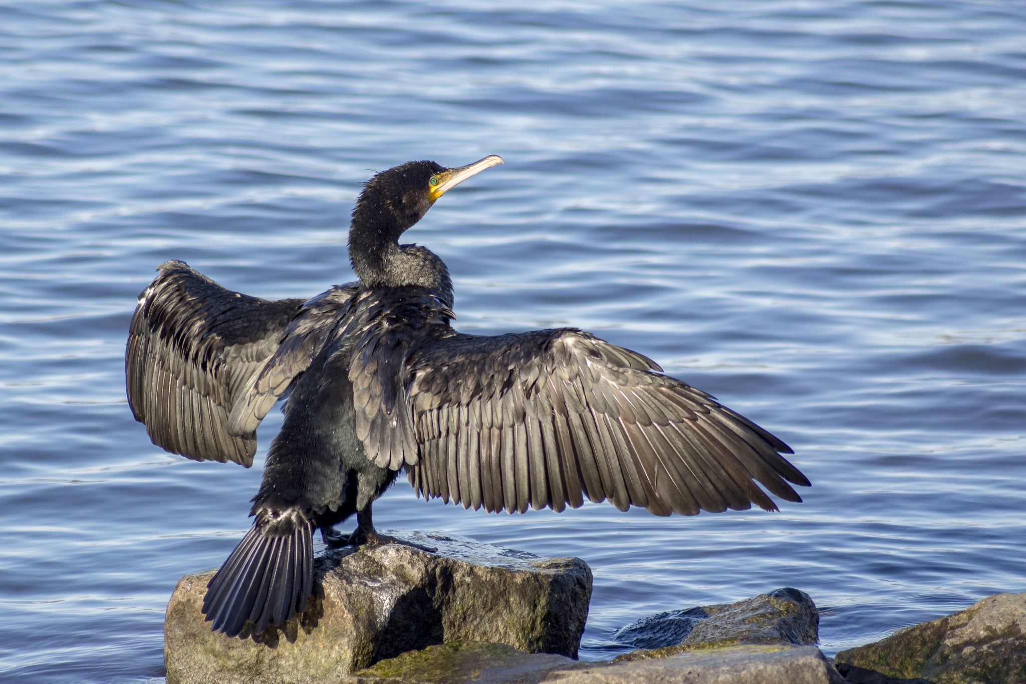 Sony SLT-A65 (SLT-A65V) sample photo. Cormorant photography