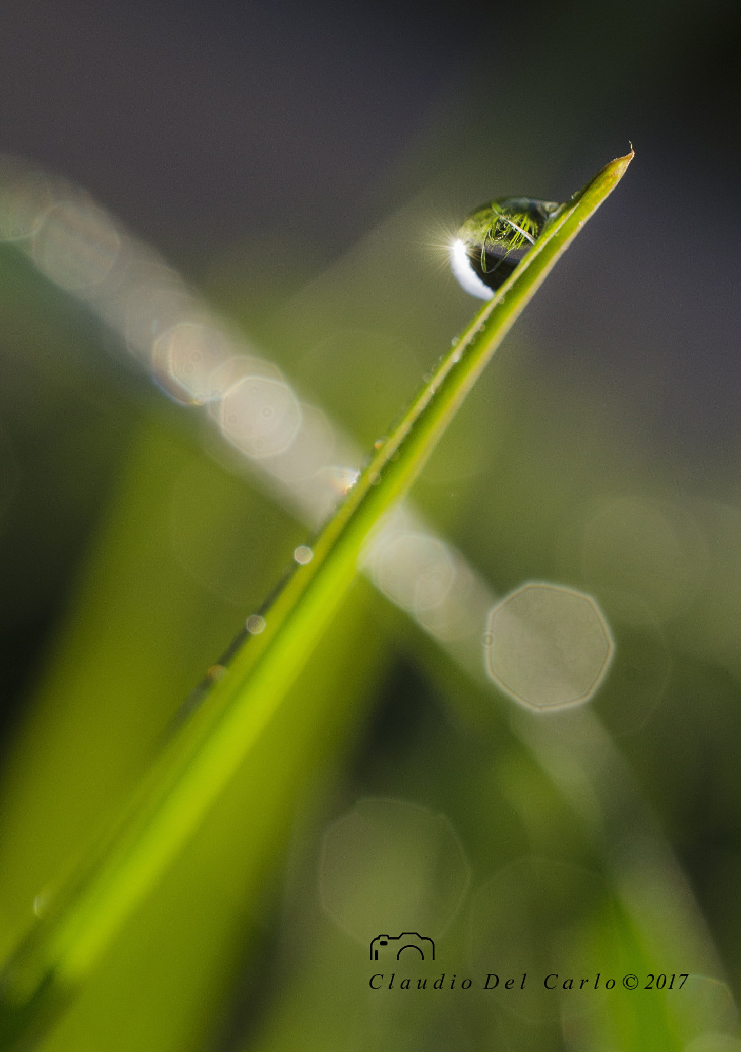 Nikon AF-S DX Micro Nikkor 40mm F2.8 sample photo. Reflections photography