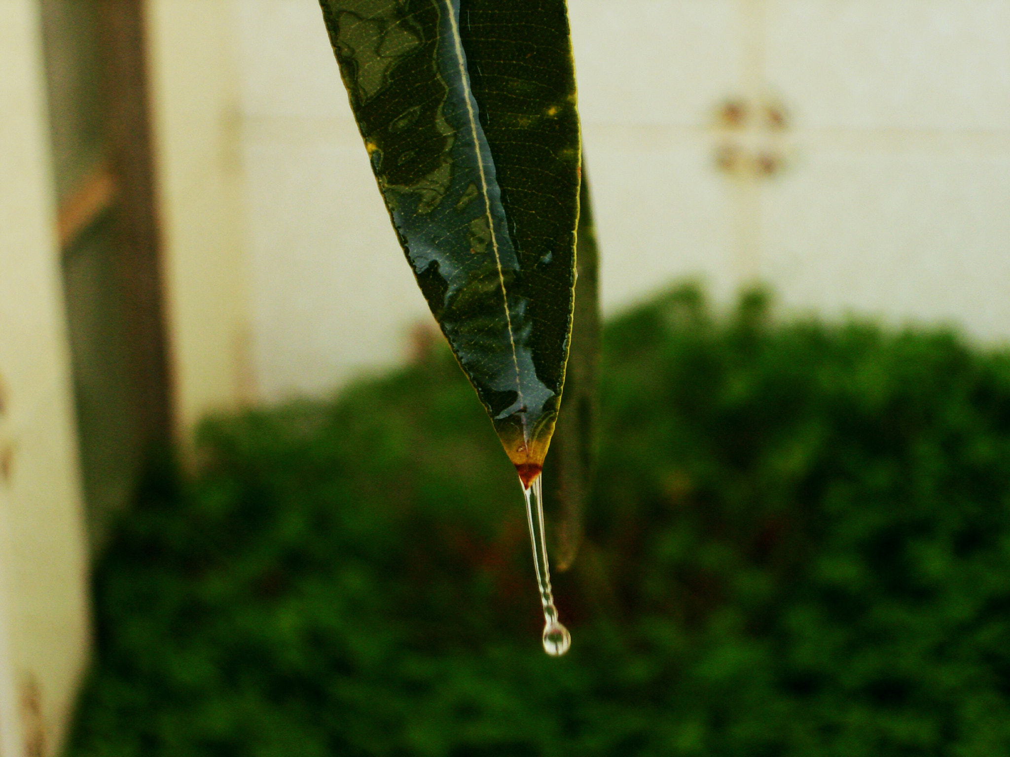Sony DSC-W100 sample photo. Trup of water photography