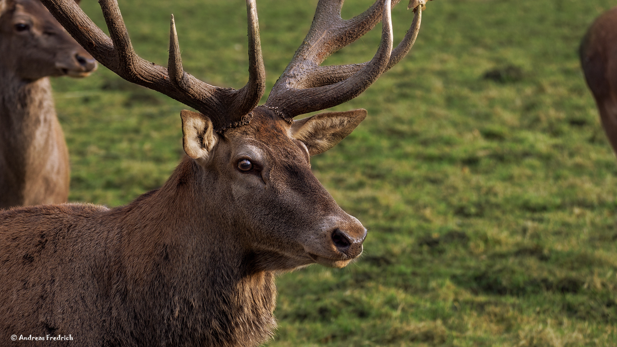 Nikon D7200 sample photo. Deer photography