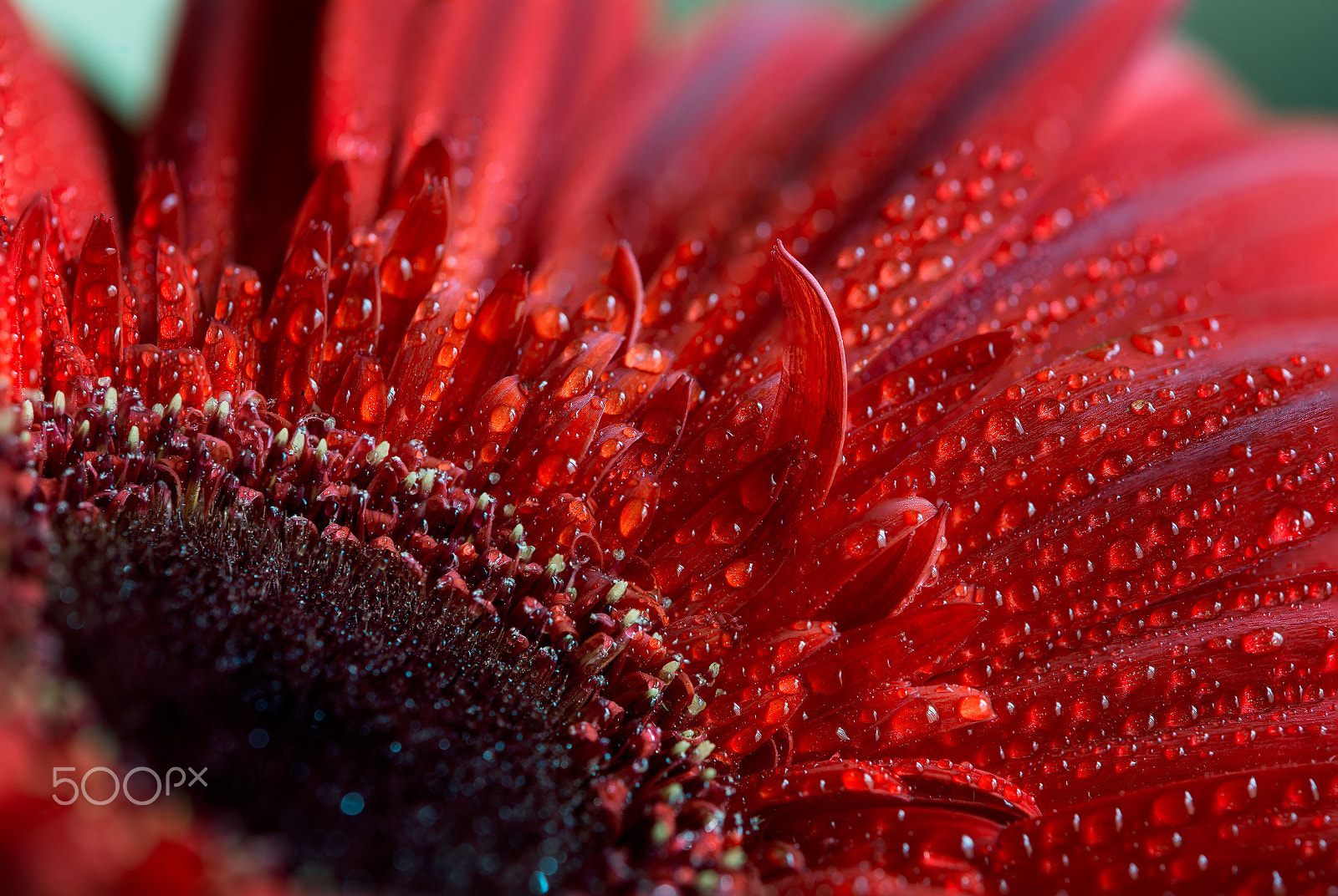 Tokina AT-X Pro 100mm F2.8 Macro sample photo. Drops photography