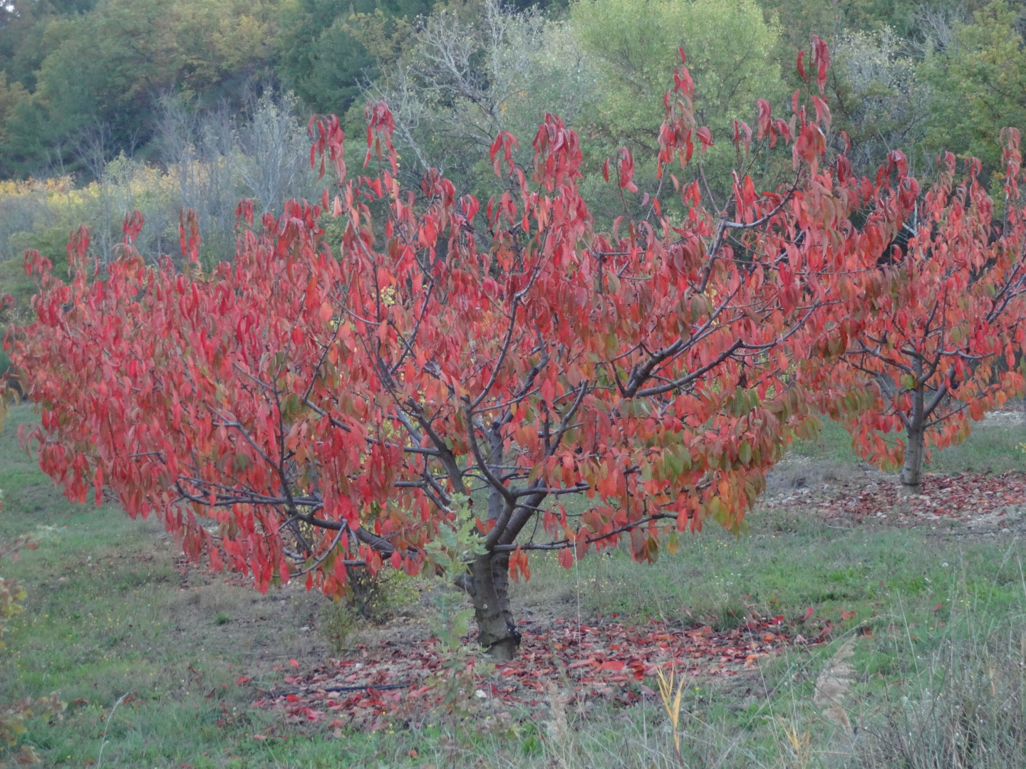 Sony Cyber-shot DSC-QX10 sample photo. Automne photography