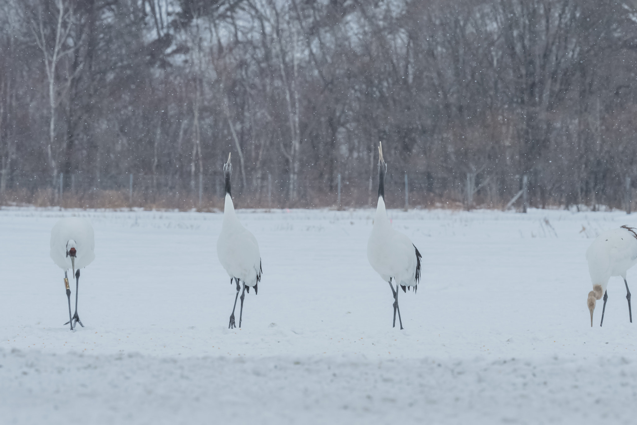 Nikon Nikkor AF-S 300mm F4E PF ED VR sample photo. Winter songs! photography