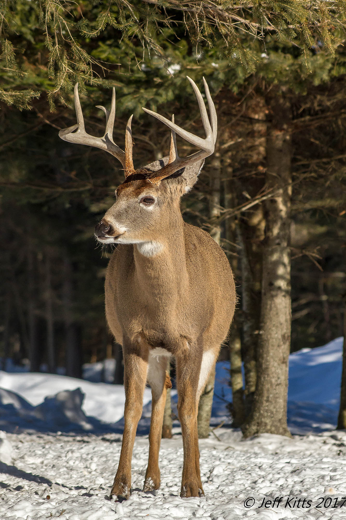 Canon EOS 7D + Canon EF 75-300mm f/4-5.6 USM sample photo. 3412- whitetail 129 photography