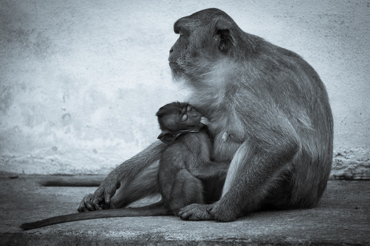 Fujifilm X-Pro2 + Fujifilm XF 55-200mm F3.5-4.8 R LM OIS sample photo. Motherhood photography