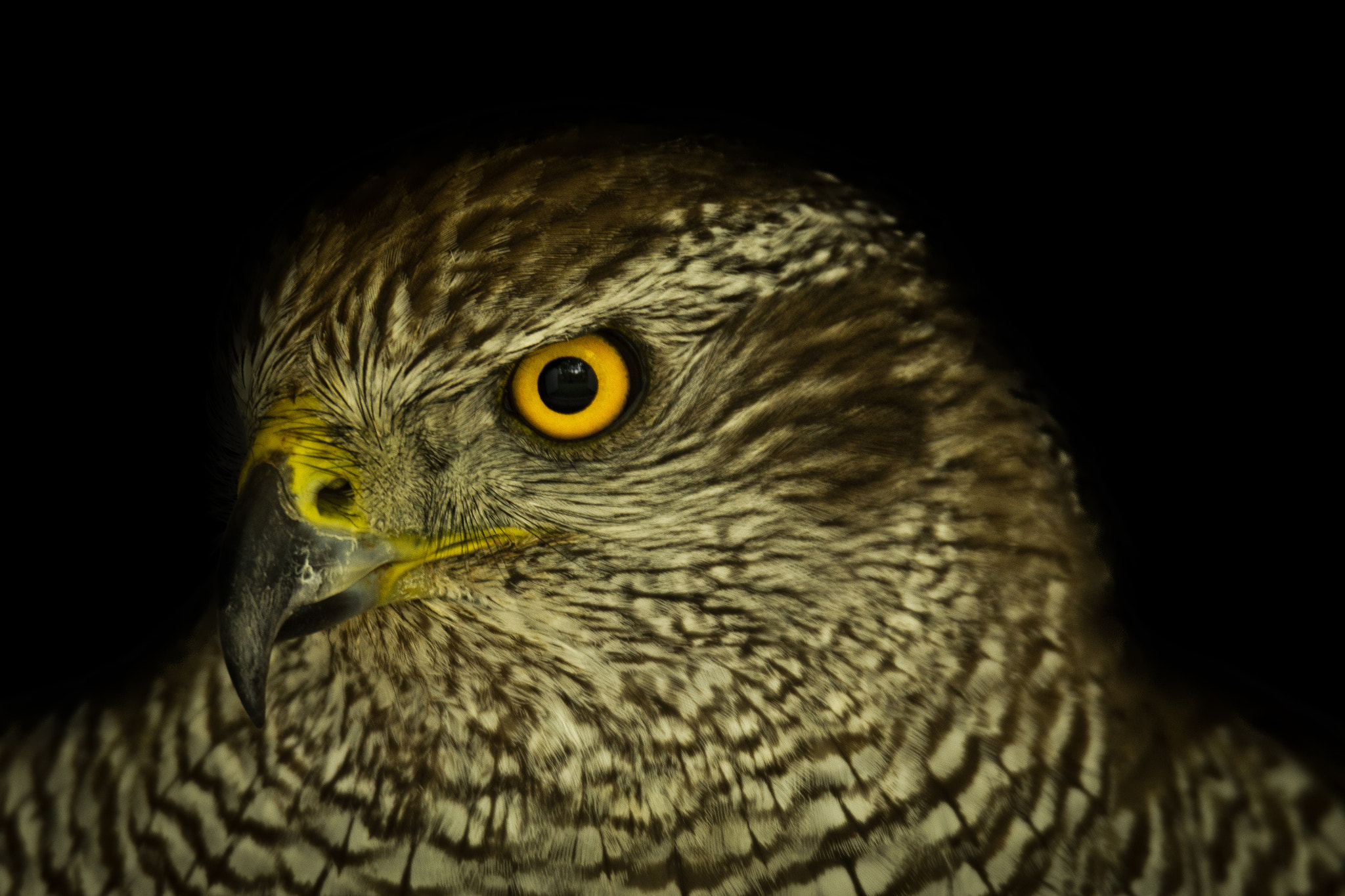 Tamron SP 150-600mm F5-6.3 Di VC USD sample photo. Eye on you photography
