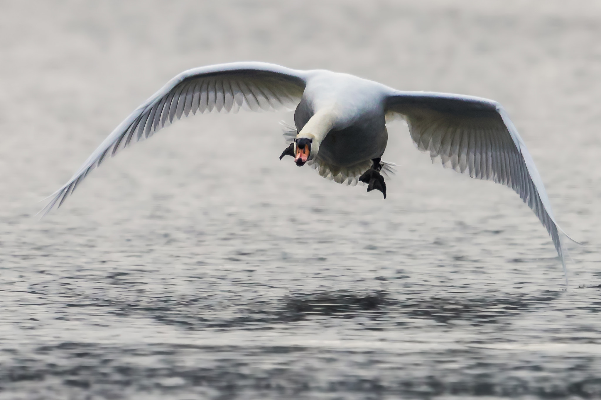 Canon EF 400mm F2.8L IS II USM sample photo. Flying swan.. photography