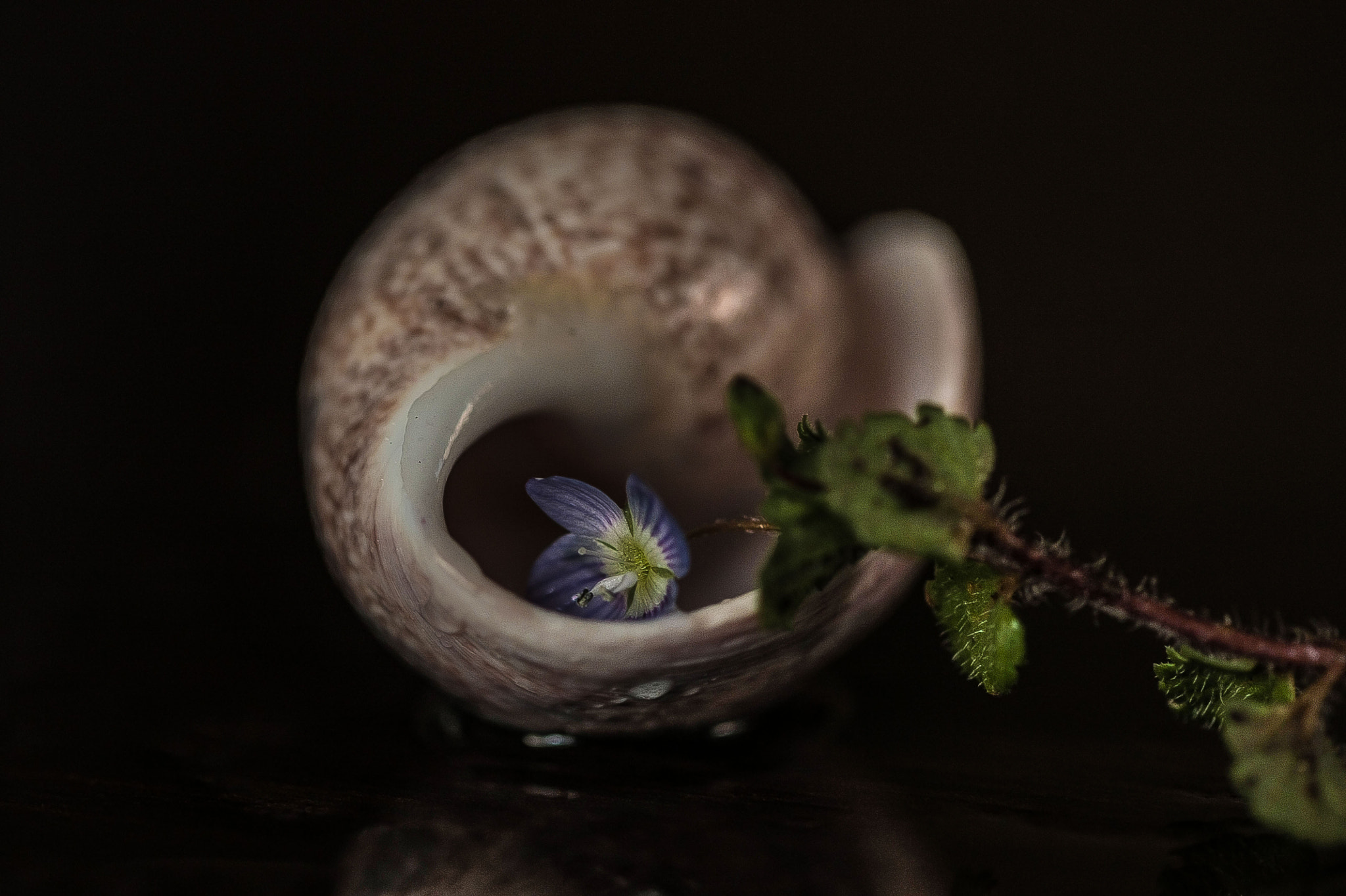 Canon EF 100mm F2.8L Macro IS USM sample photo. Img photography