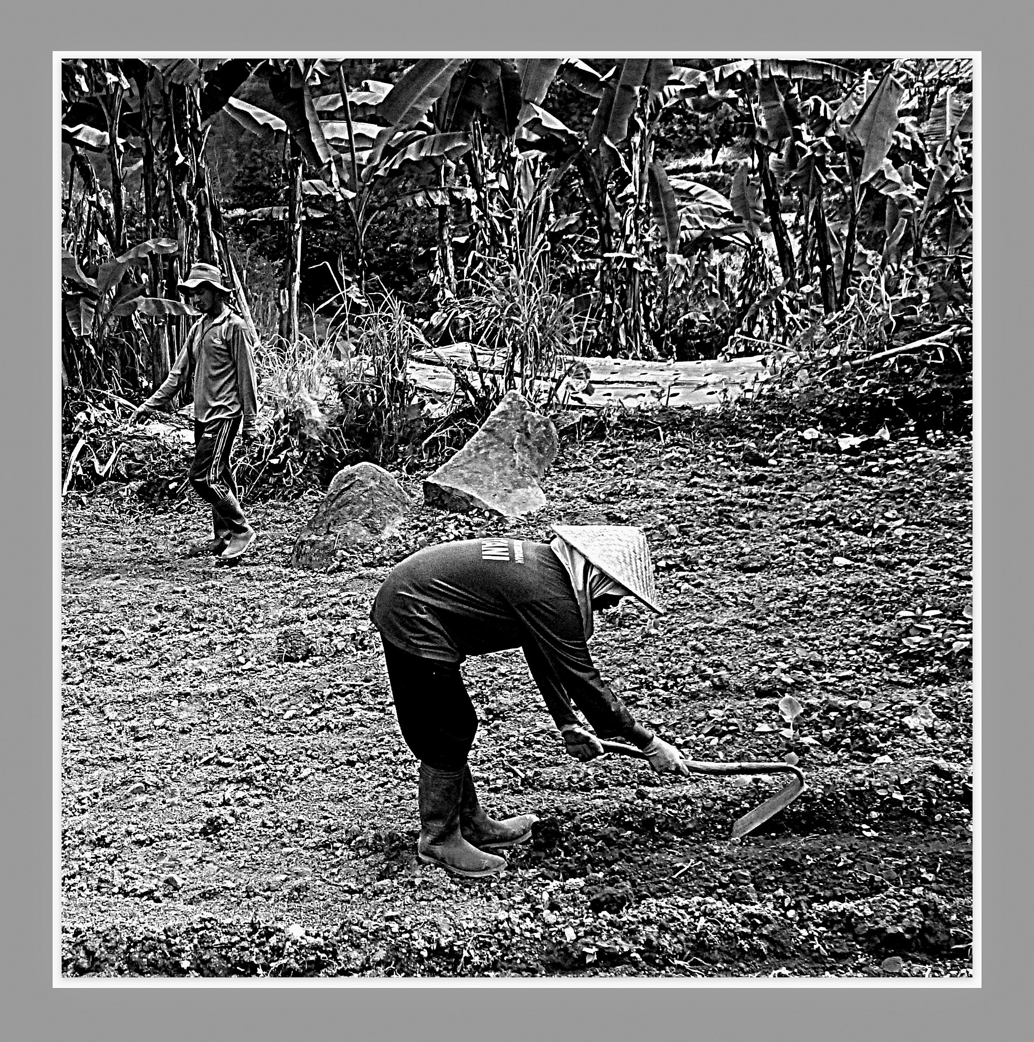 Ricoh WG-4 sample photo. Farmers photography