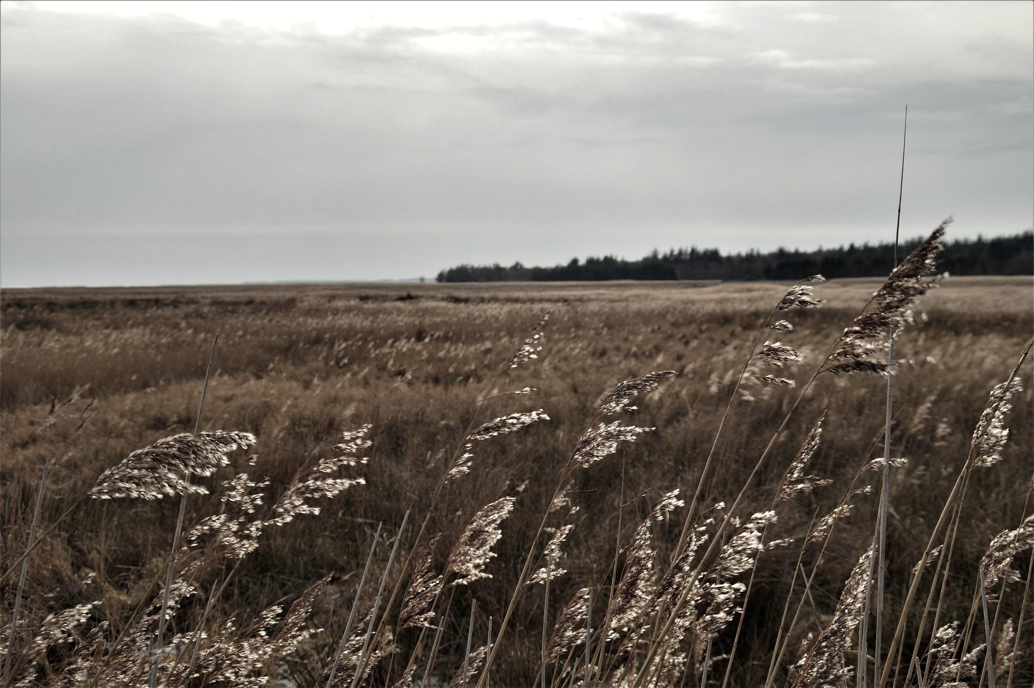 Sony DT 18-200mm F3.5-6.3 sample photo. The field 2.0 photography