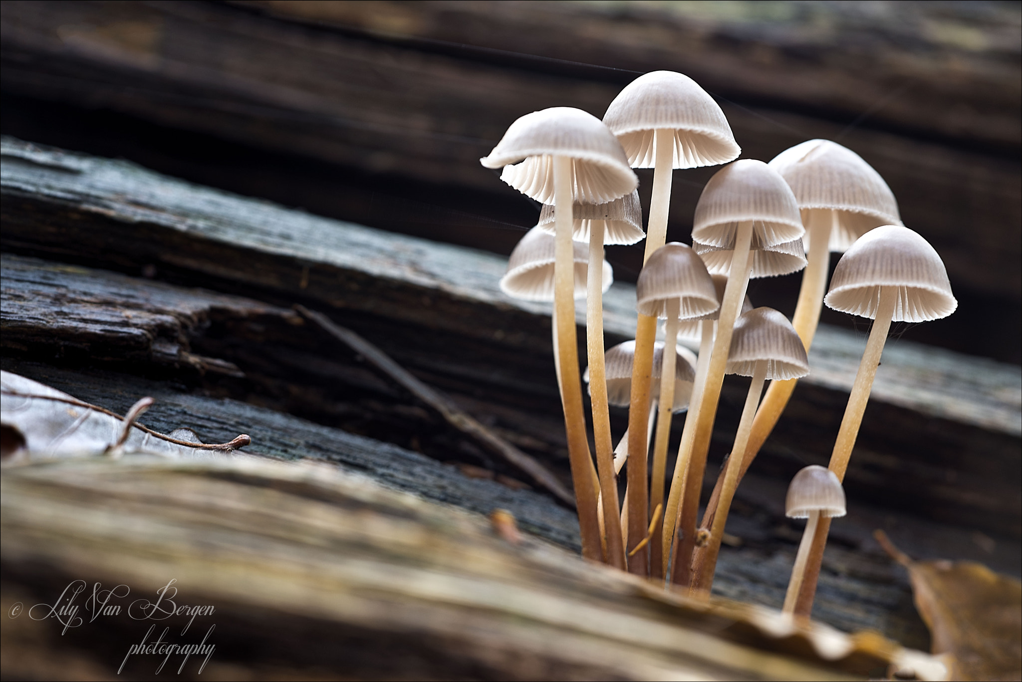 Sigma 150mm F2.8 EX DG Macro HSM sample photo. Family in the spotlight photography