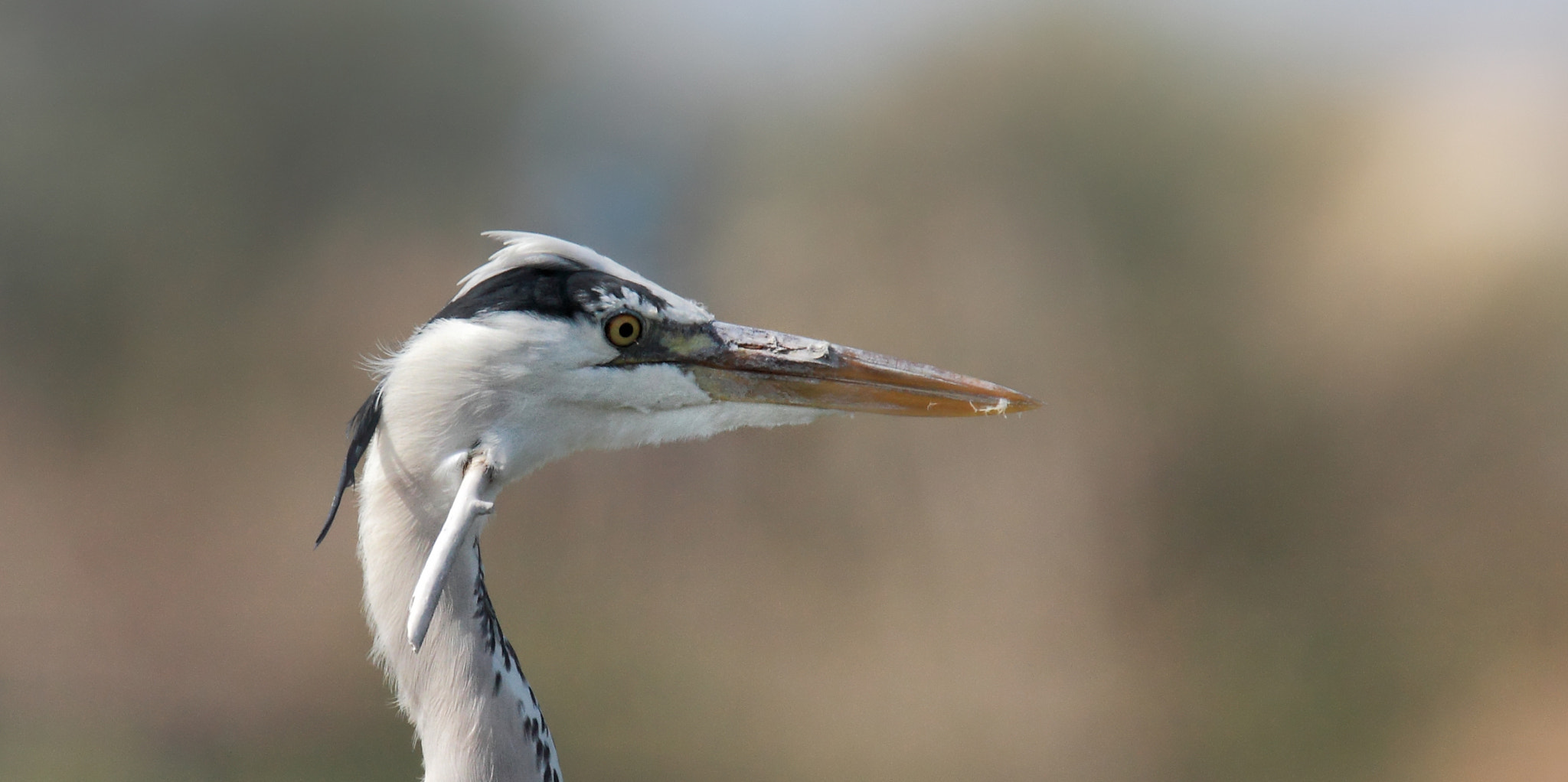 Tamron SP 150-600mm F5-6.3 Di VC USD sample photo. "lucky"... photography