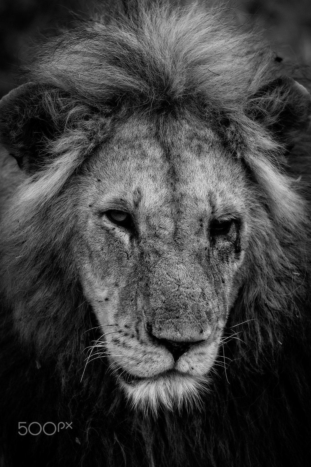 Canon EOS-1D X Mark II sample photo. Tough guy photography