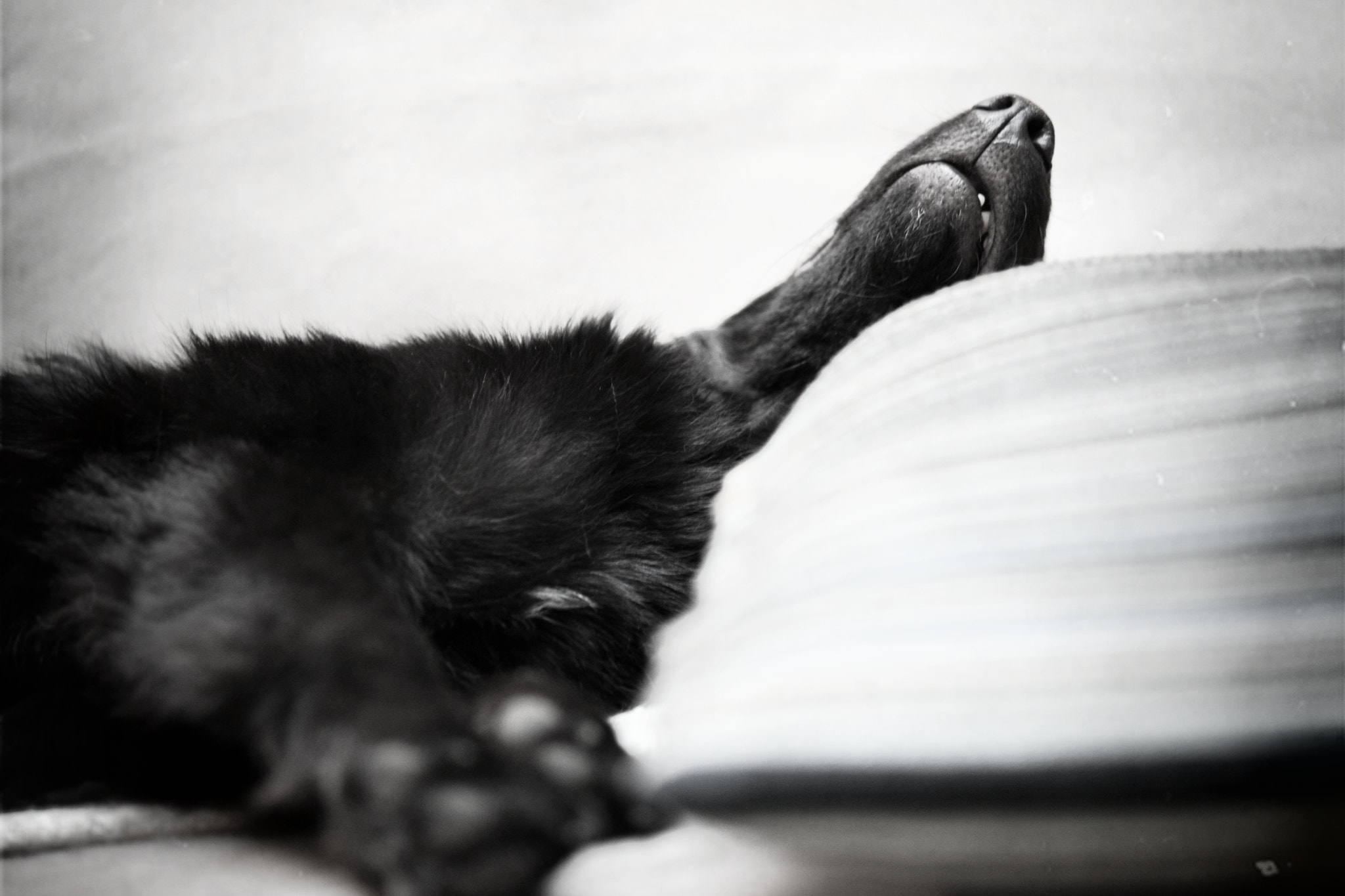 Nikon AF-S Micro-Nikkor 60mm F2.8G ED sample photo. Exhausted photography