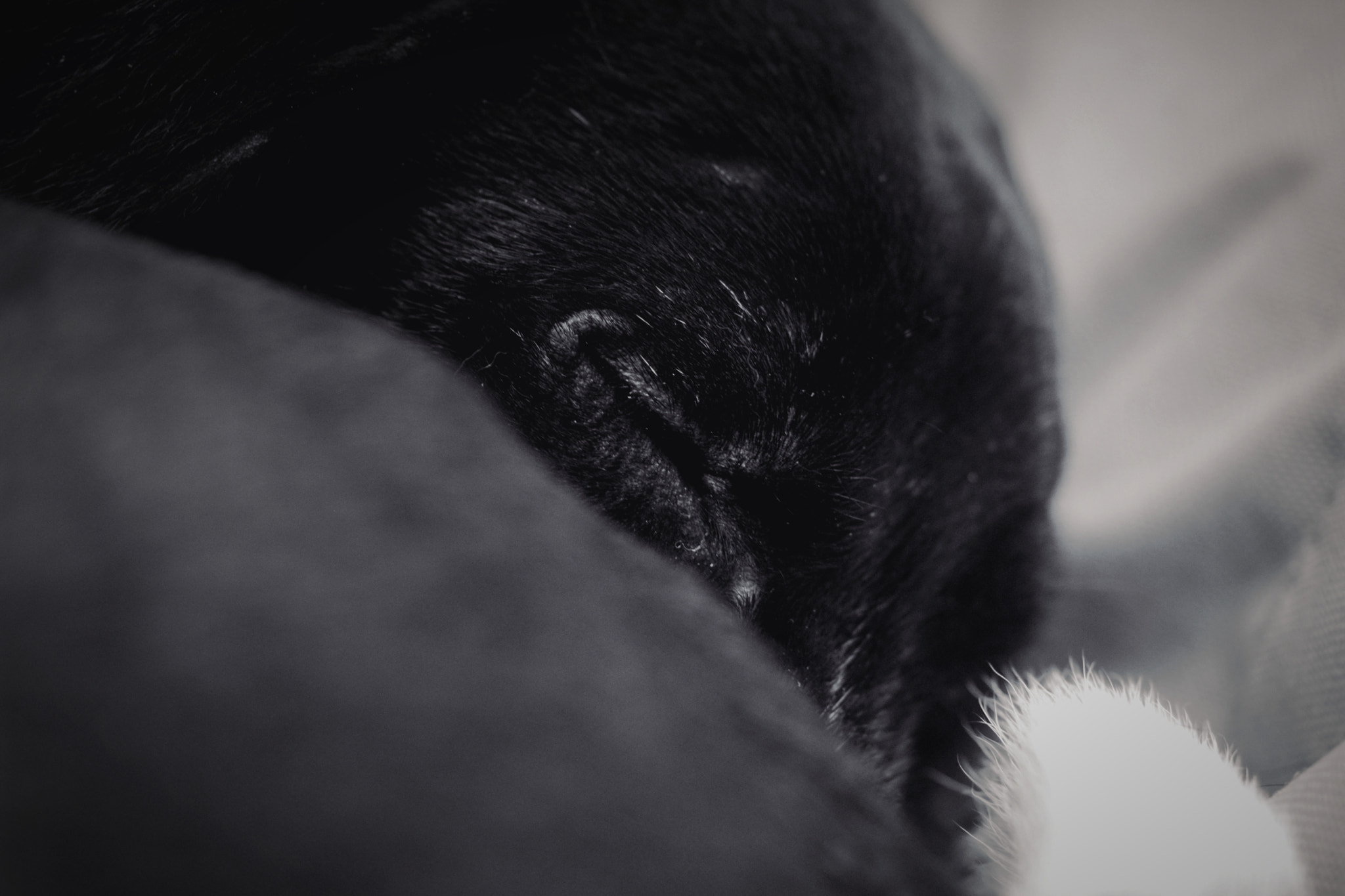 Nikon AF-S Micro-Nikkor 60mm F2.8G ED sample photo. Peaceful photography