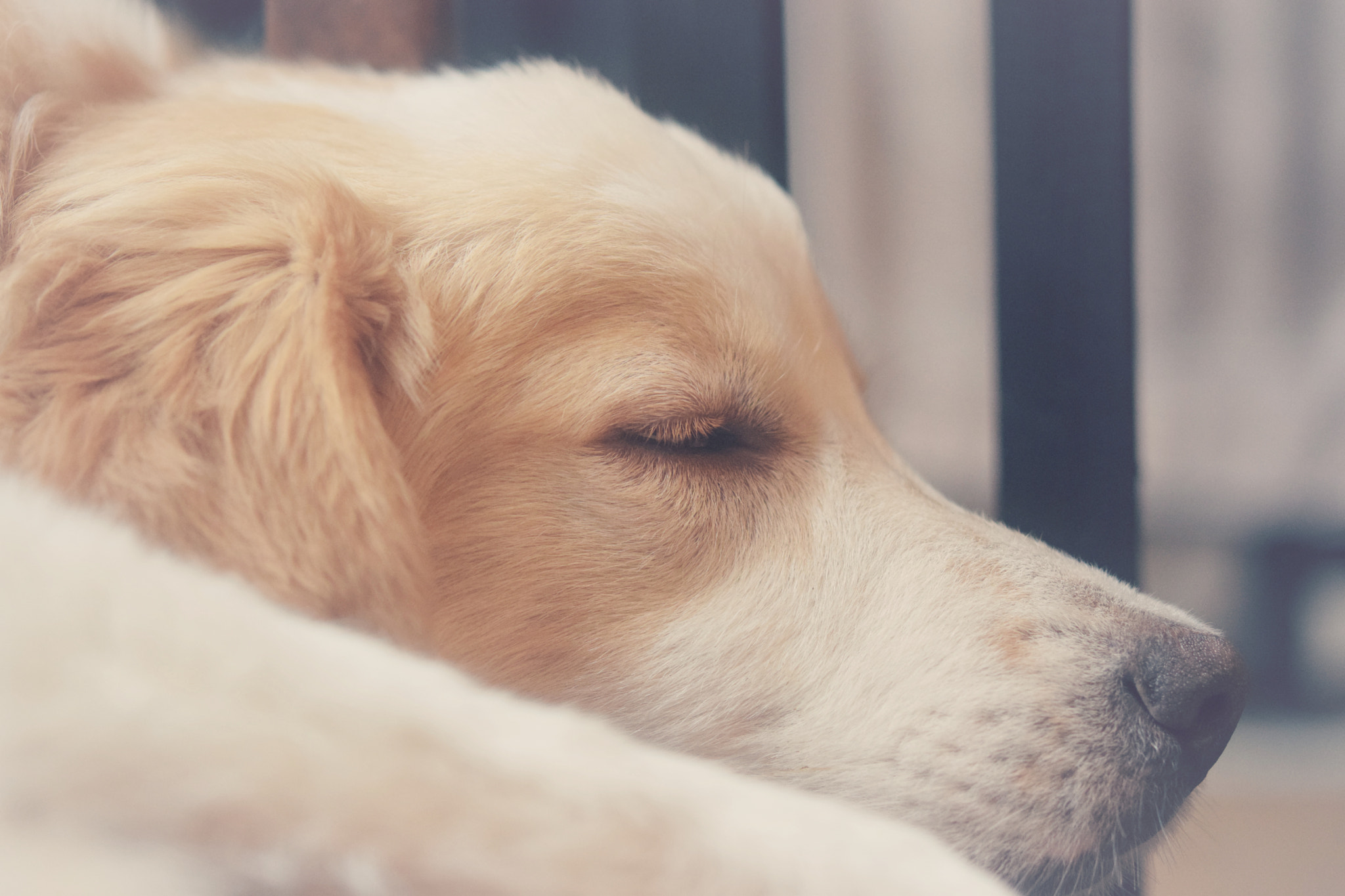 Nikon AF-S Micro-Nikkor 60mm F2.8G ED sample photo. Sleeping beauty photography