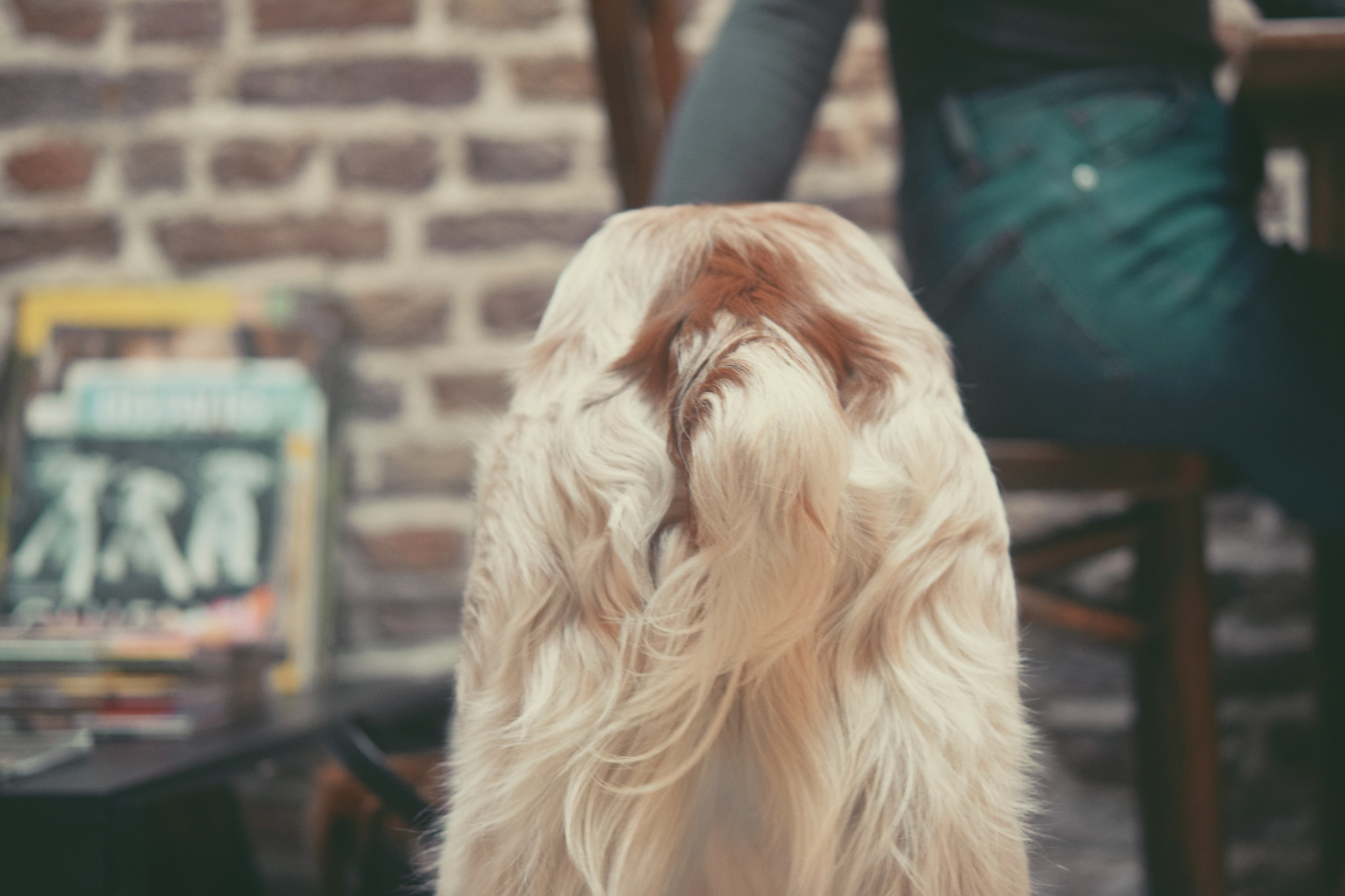 Nikon AF-S Micro-Nikkor 60mm F2.8G ED sample photo. Doggy bum photography