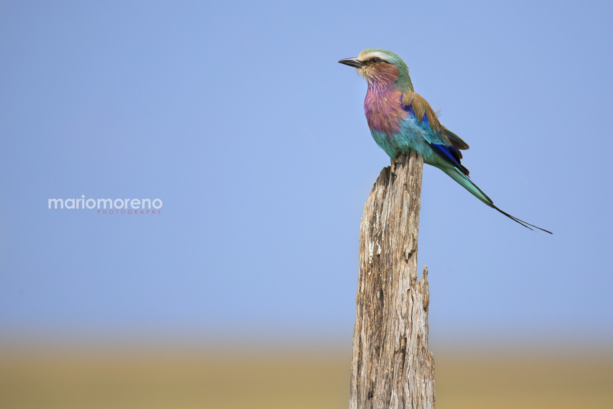 Canon EF 200-400mm F4L IS USM Extender 1.4x sample photo. Roller on a perch photography