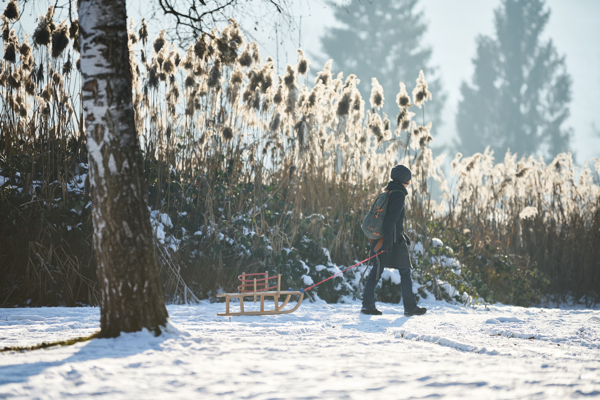 Sigma 70-200mm F2.8 EX DG HSM APO Macro sample photo. Pull the sledge photography