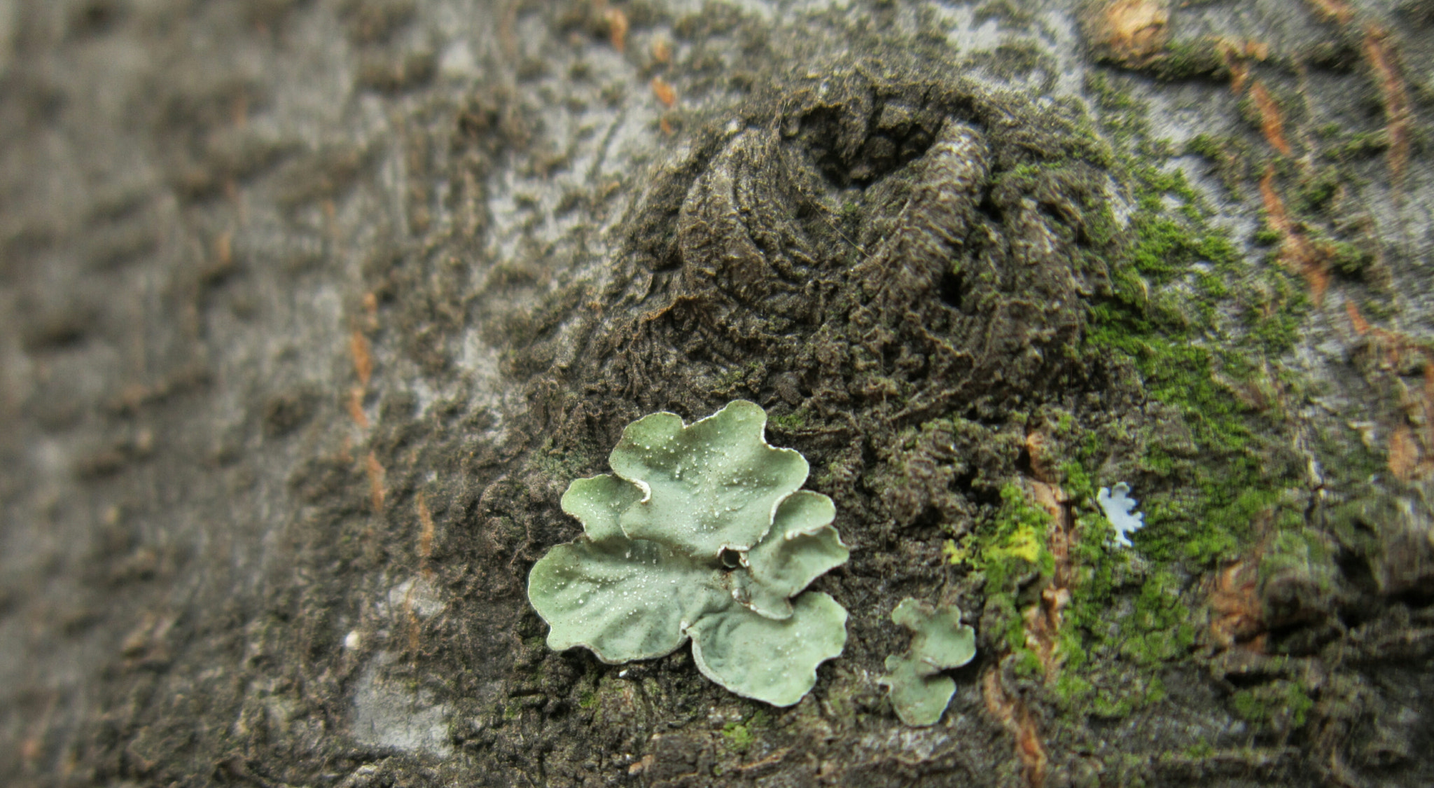 Canon POWERSHOT A3350 IS sample photo. Lichens to moss photography