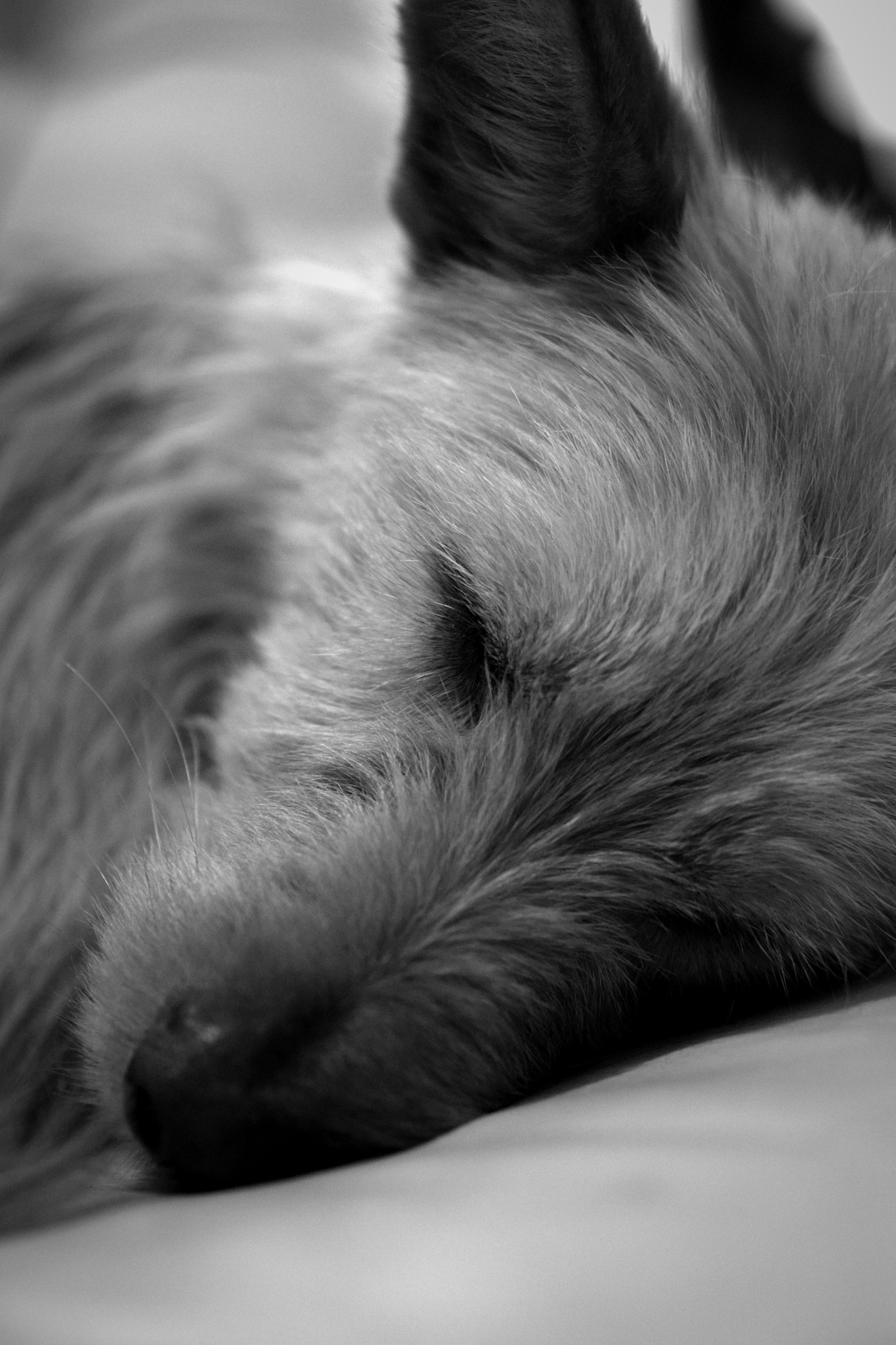 Nikon AF-S Micro-Nikkor 60mm F2.8G ED sample photo. Zzzzz, so tired photography