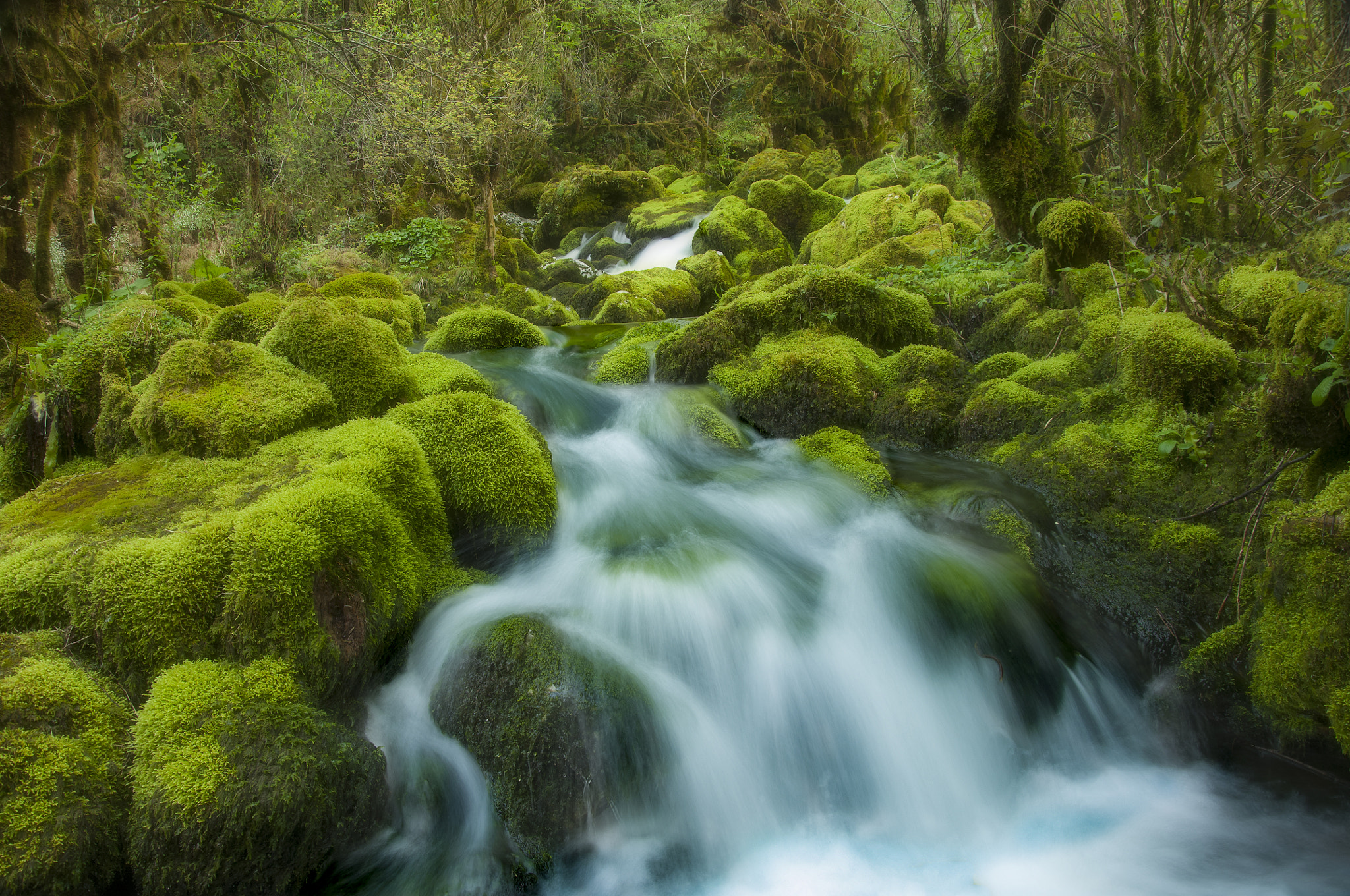 Nikon D2X sample photo. Art of spring photography