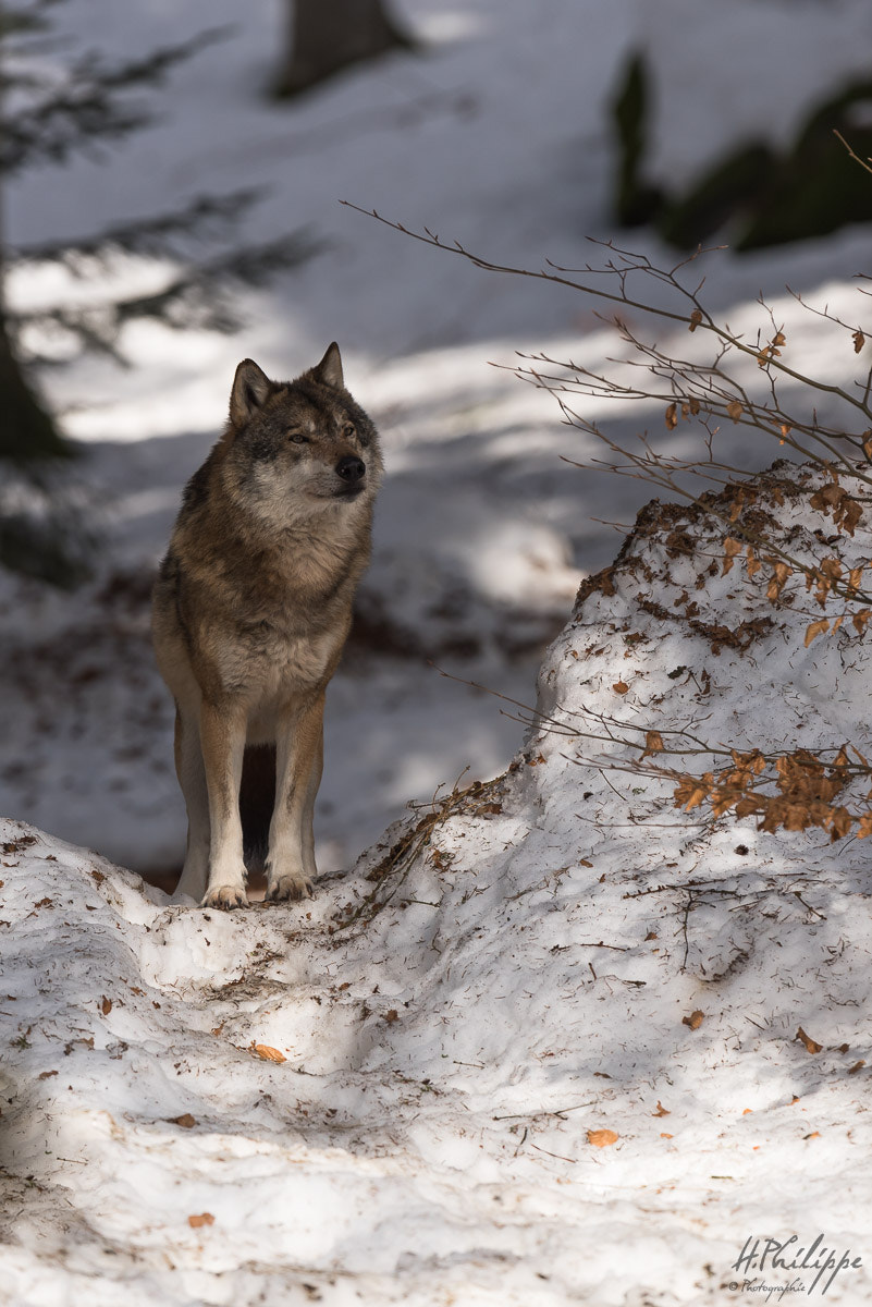 Nikon D750 + Nikon AF-S Nikkor 500mm F4G ED VR sample photo. Loup gris / loup européen photography