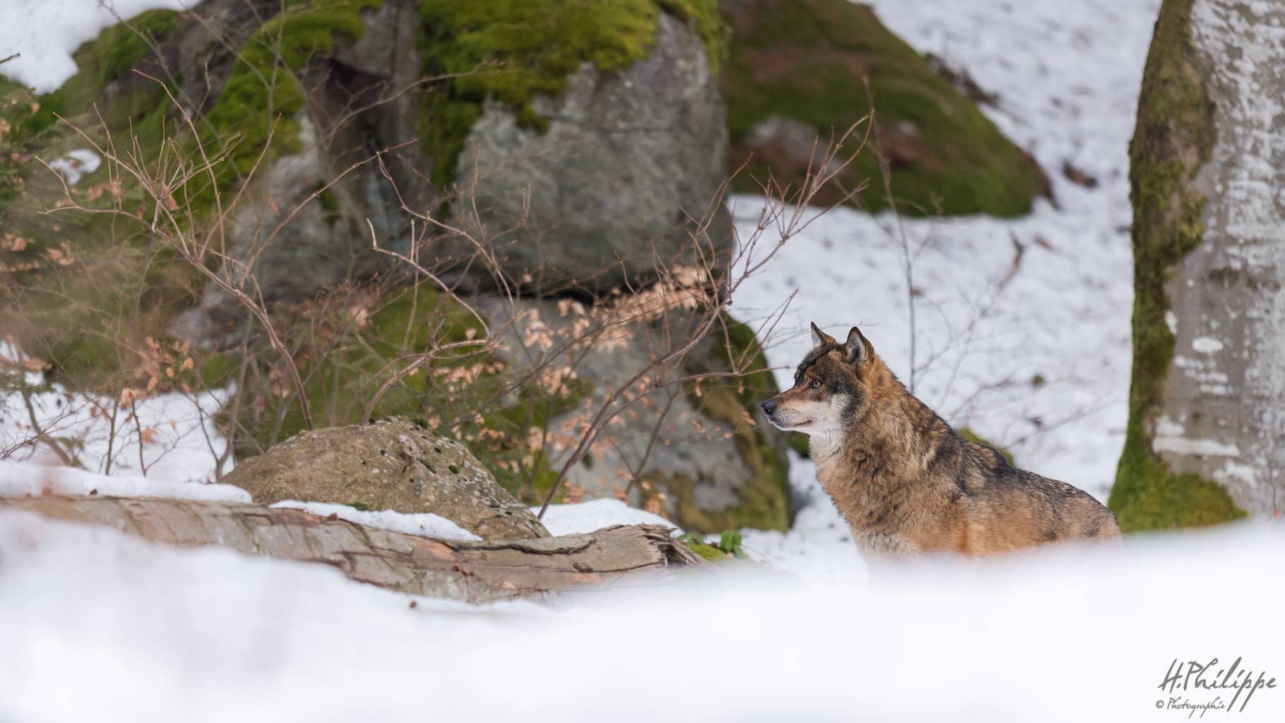 Nikon D750 + Nikon AF-S Nikkor 500mm F4G ED VR sample photo. Loup gris / loup européen photography