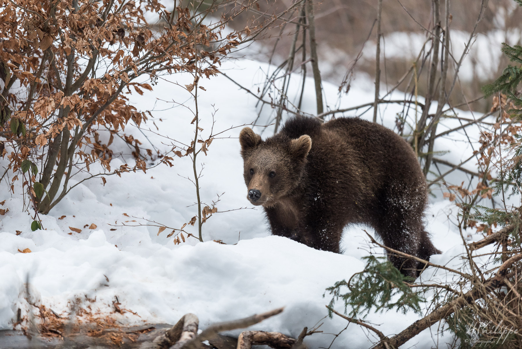 Nikon D750 + Nikon AF-S Nikkor 500mm F4G ED VR sample photo. Je me ballade . photography