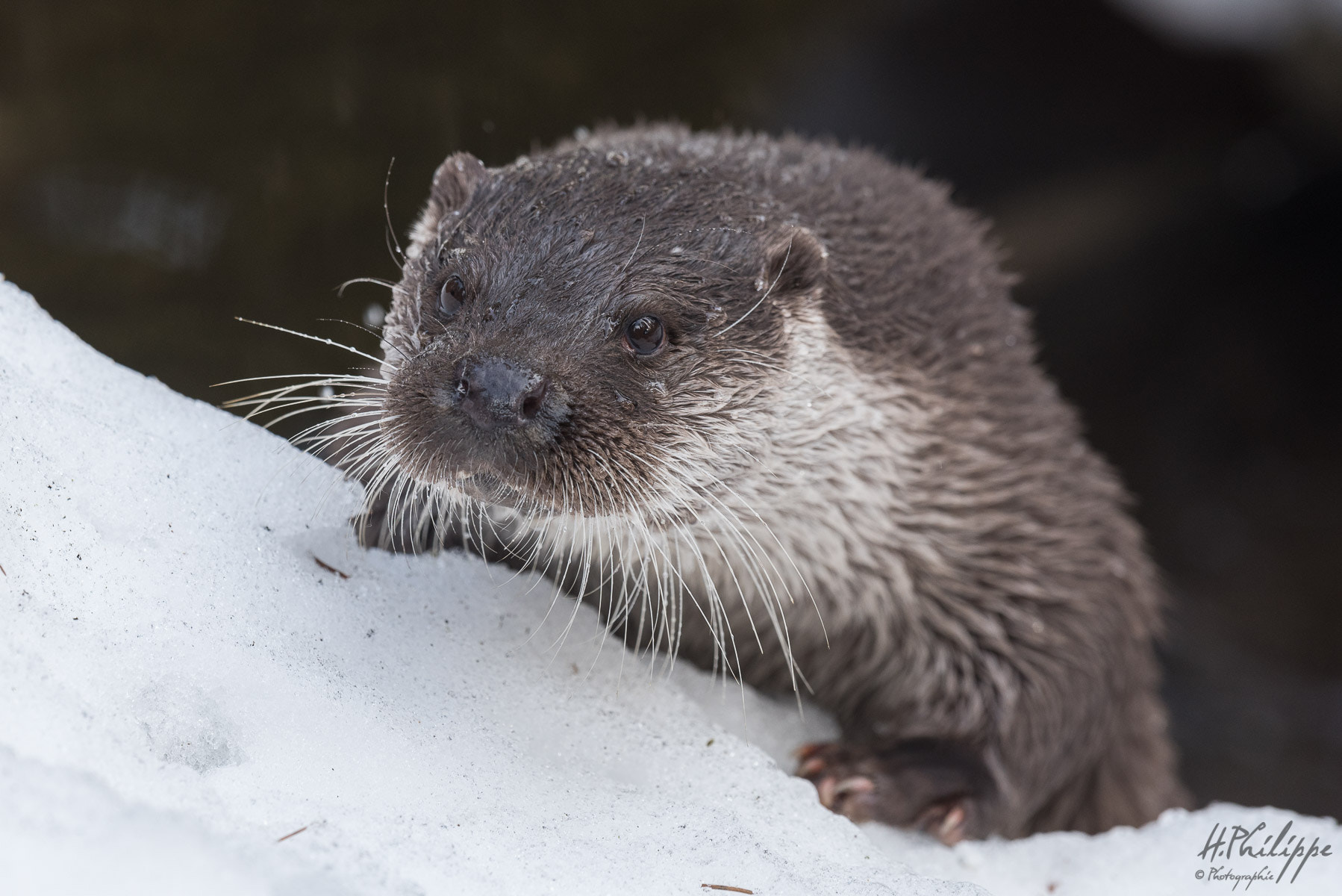 Nikon D750 + Nikon AF-S Nikkor 500mm F4G ED VR sample photo. Loutre photography