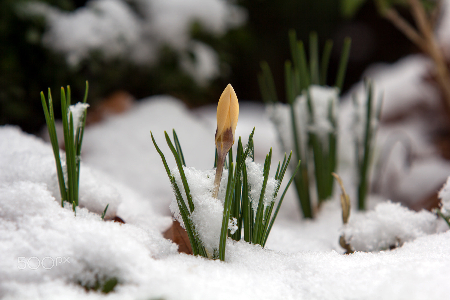 Canon EF 70-200mm F2.8L IS USM sample photo. Crocus photography