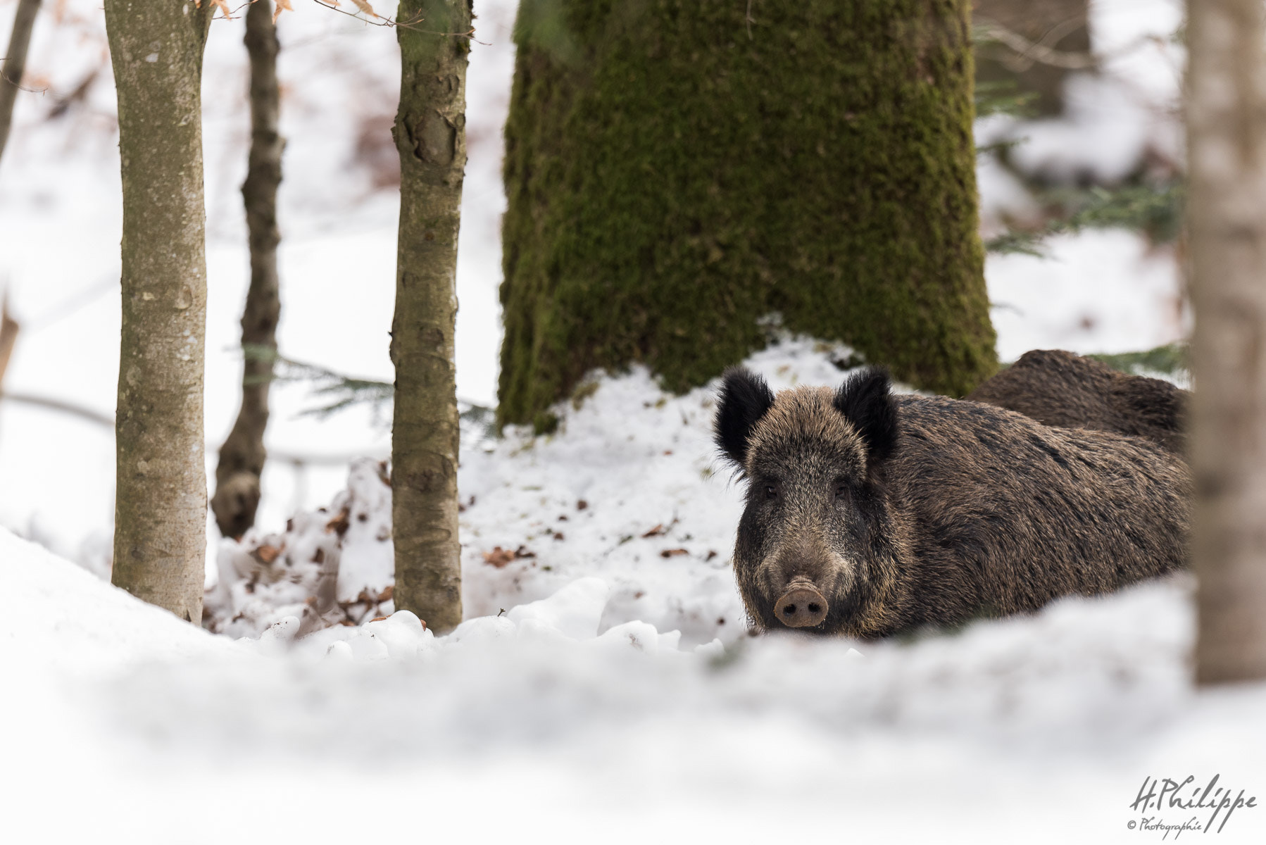 Nikon D750 + Nikon AF-S Nikkor 500mm F4G ED VR sample photo. Je me sens observé . photography