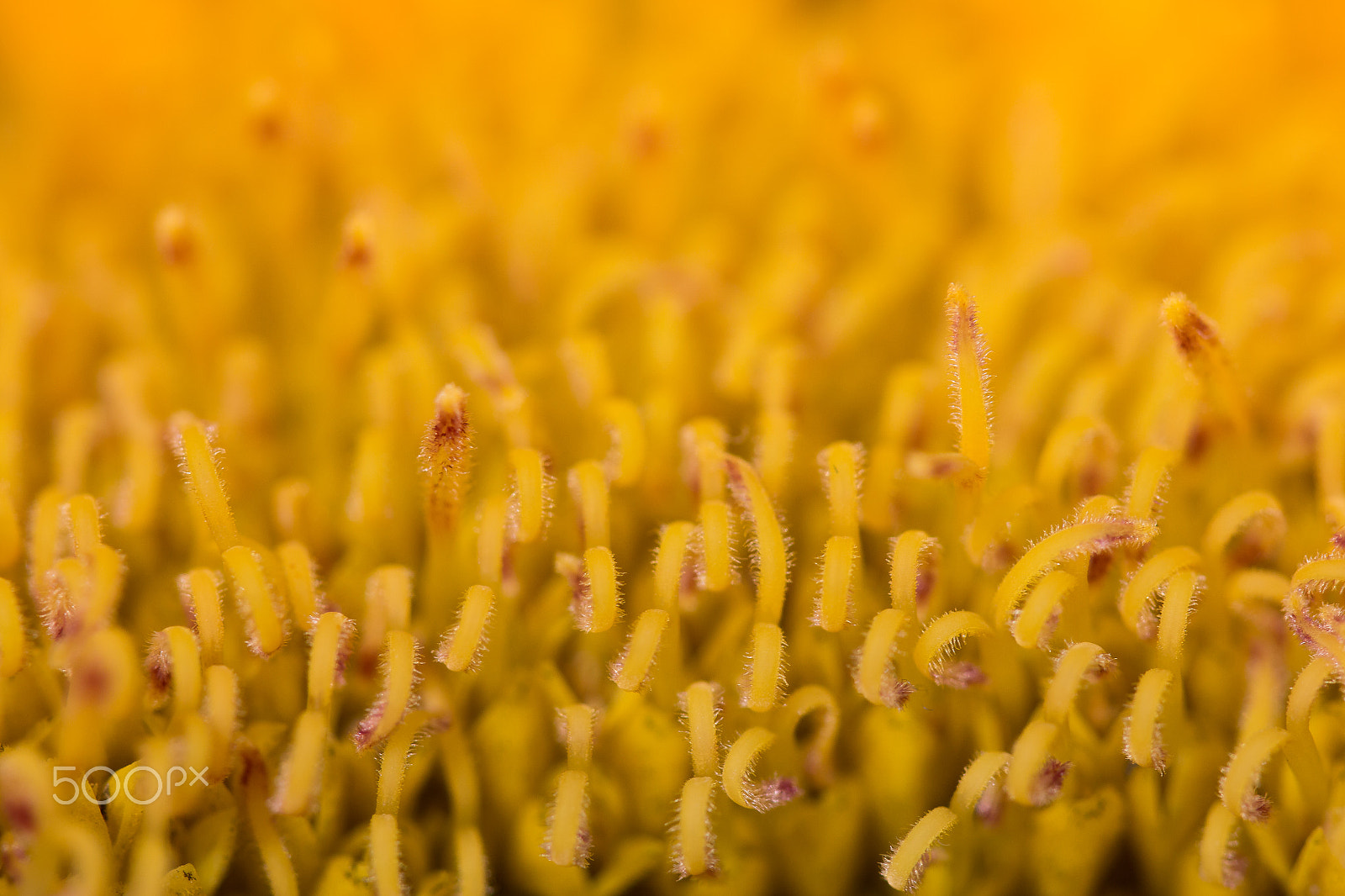 Canon EF 100mm F2.8L Macro IS USM sample photo. Yellow flower photography