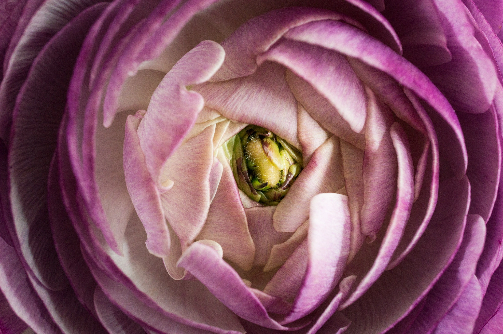 Sony Alpha NEX-6 + Sony E 30mm F3.5 Macro sample photo. Ranunculus asiaticus photography