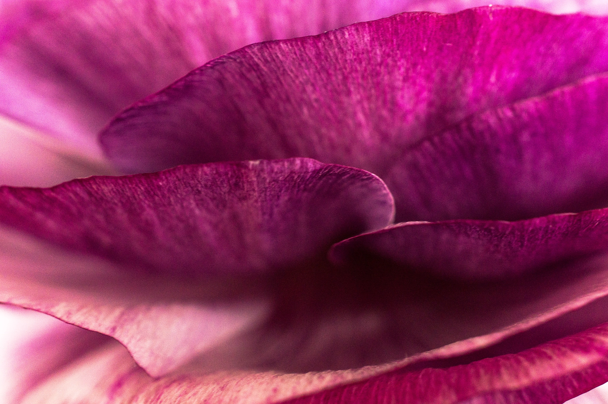 Sony Alpha NEX-6 + Sony E 30mm F3.5 Macro sample photo. Ranunculus asiaticus photography