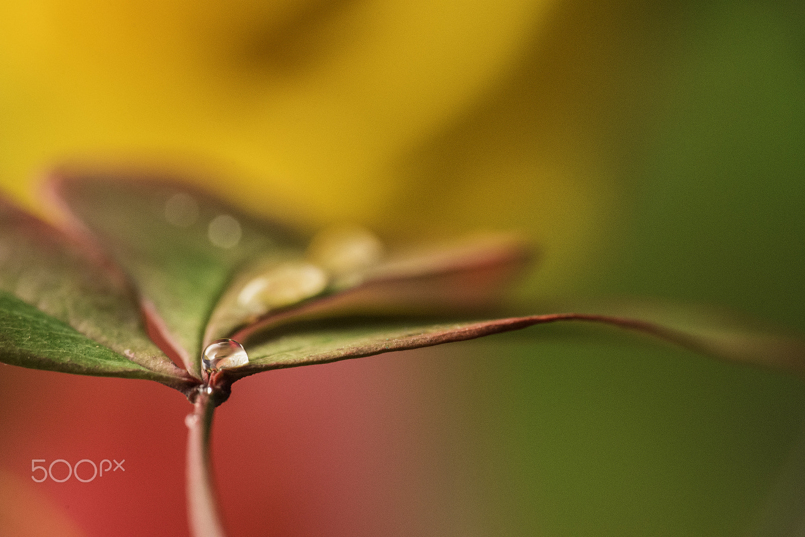 Sigma 105mm F2.8 EX DG OS HSM sample photo. Modifica photography