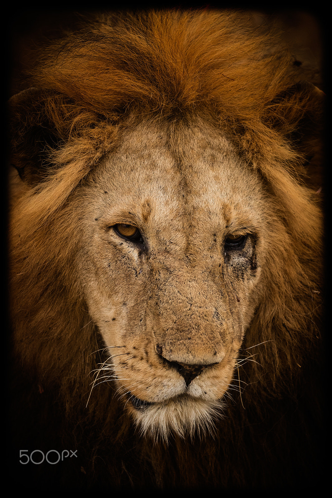 Canon EOS-1D X Mark II sample photo. Tough guy - color photography